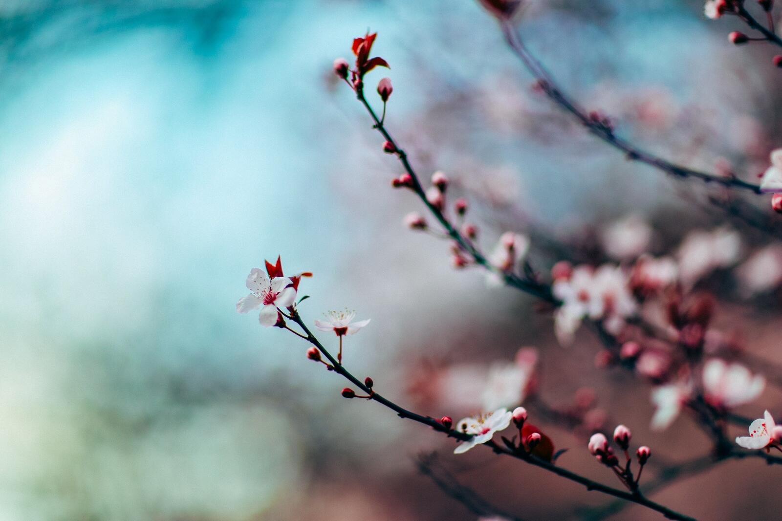 Wallpapers wallpaper cherry blossom branches tree on the desktop