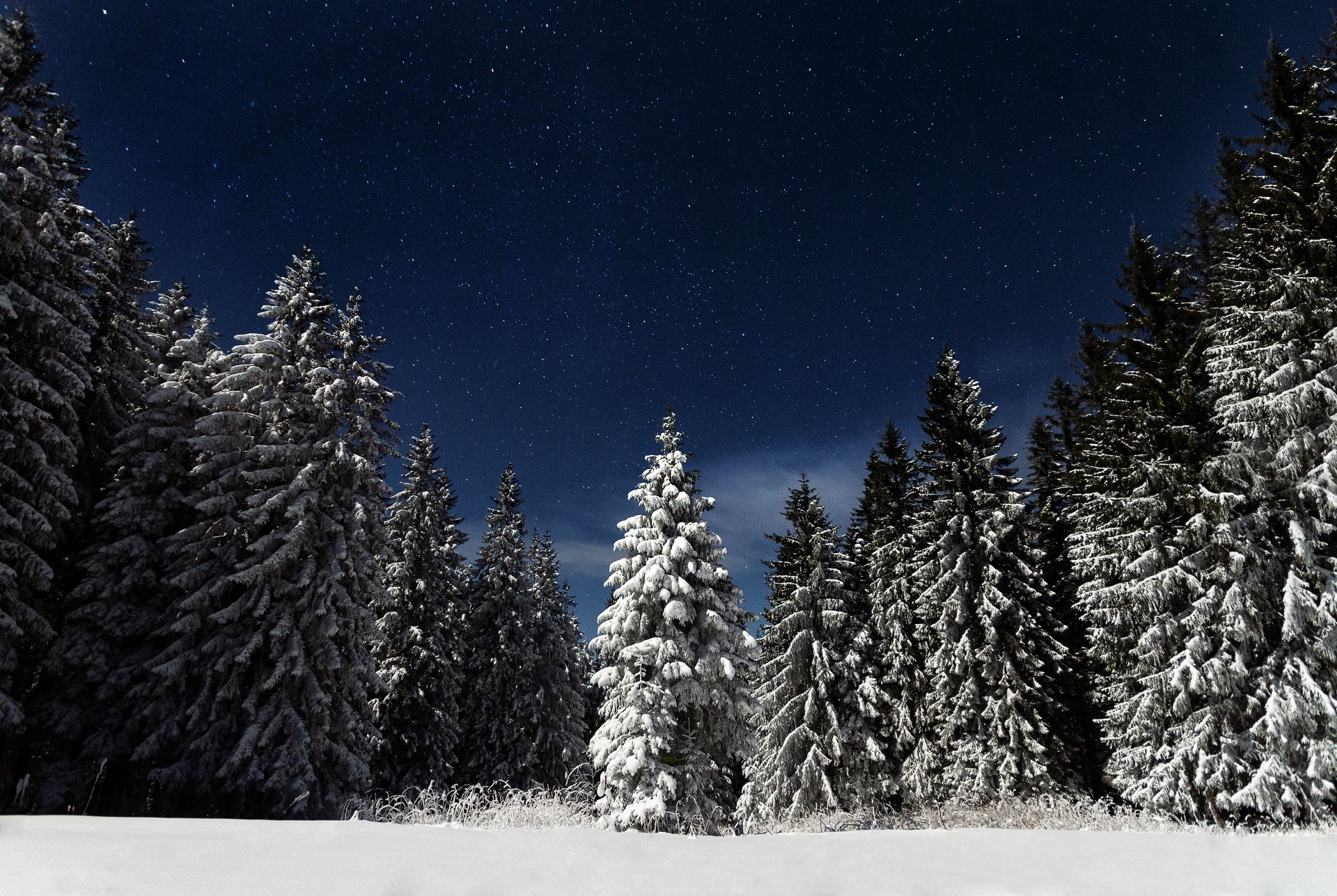 Snow-covered Christmas trees in the forest.