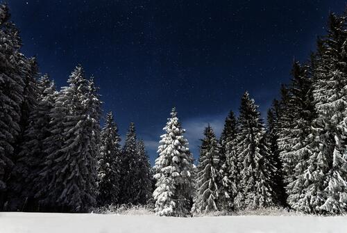 Елки в лесу покрытые снегом