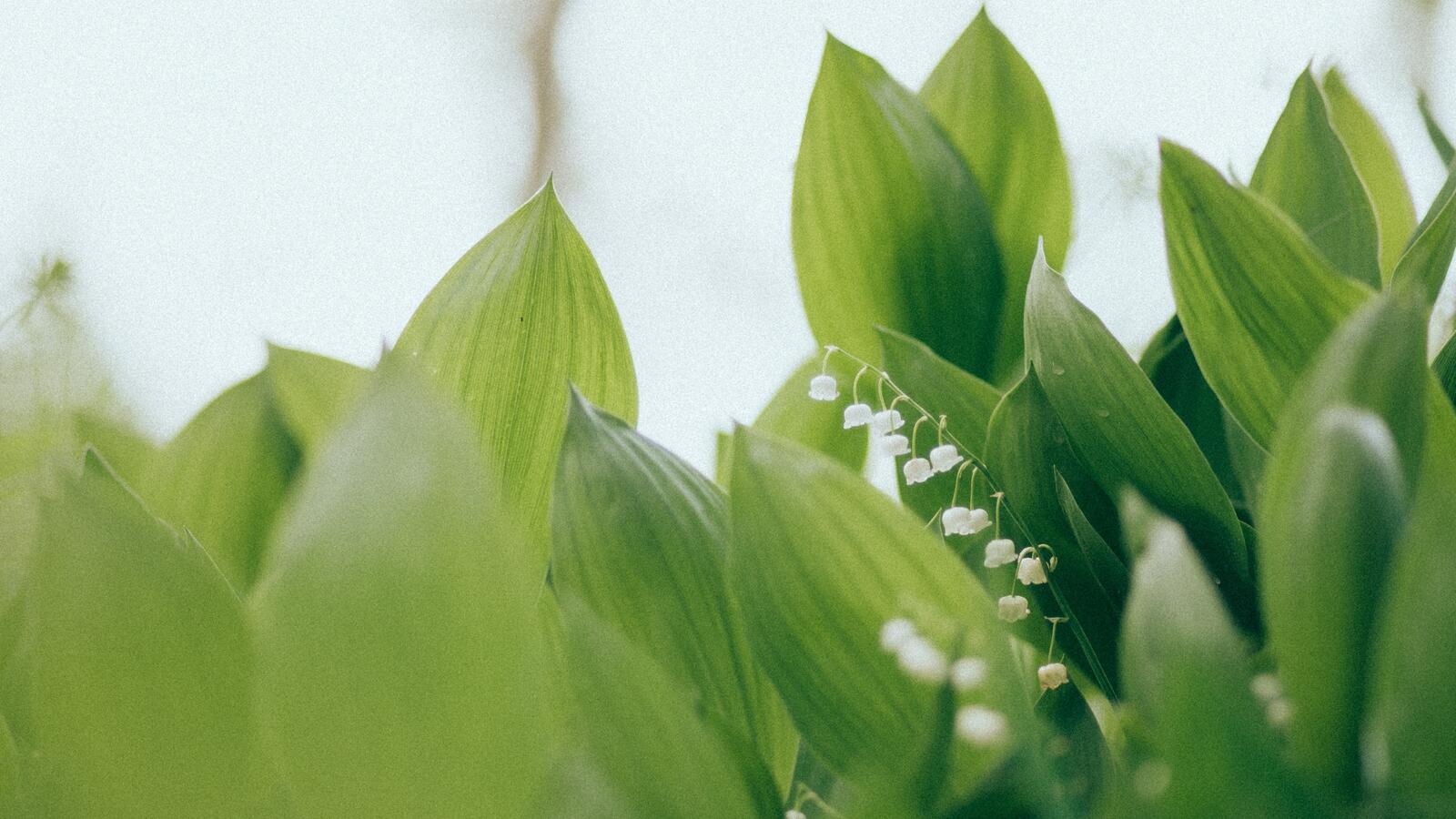 Wallpapers lily of the valley flowers leaves on the desktop