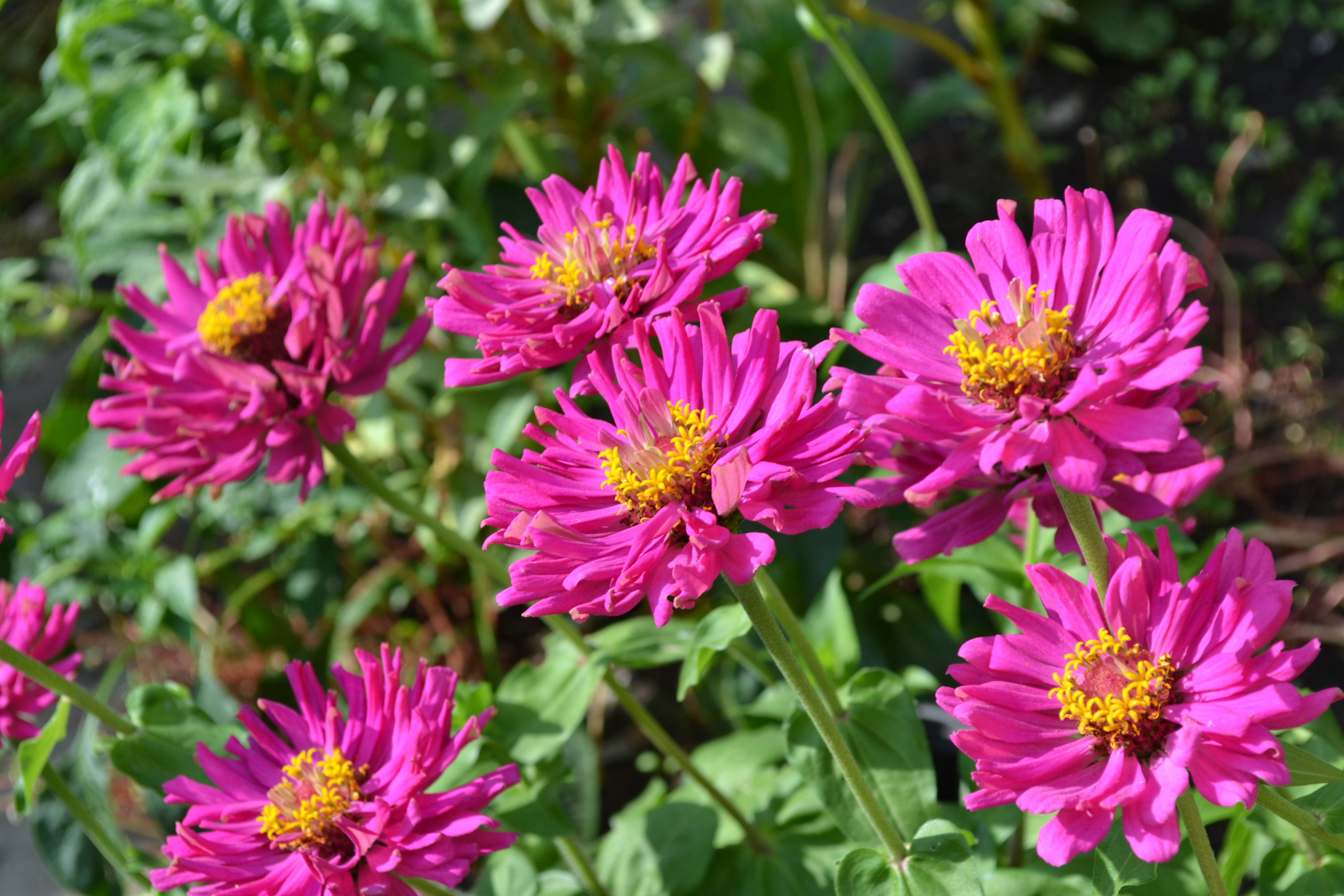 Wallpapers aster daisy family plant on the desktop