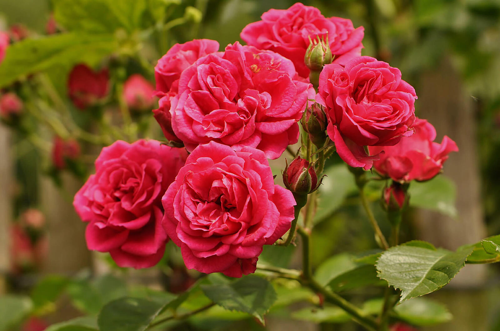 Обои флора розы красные цветы на рабочий стол