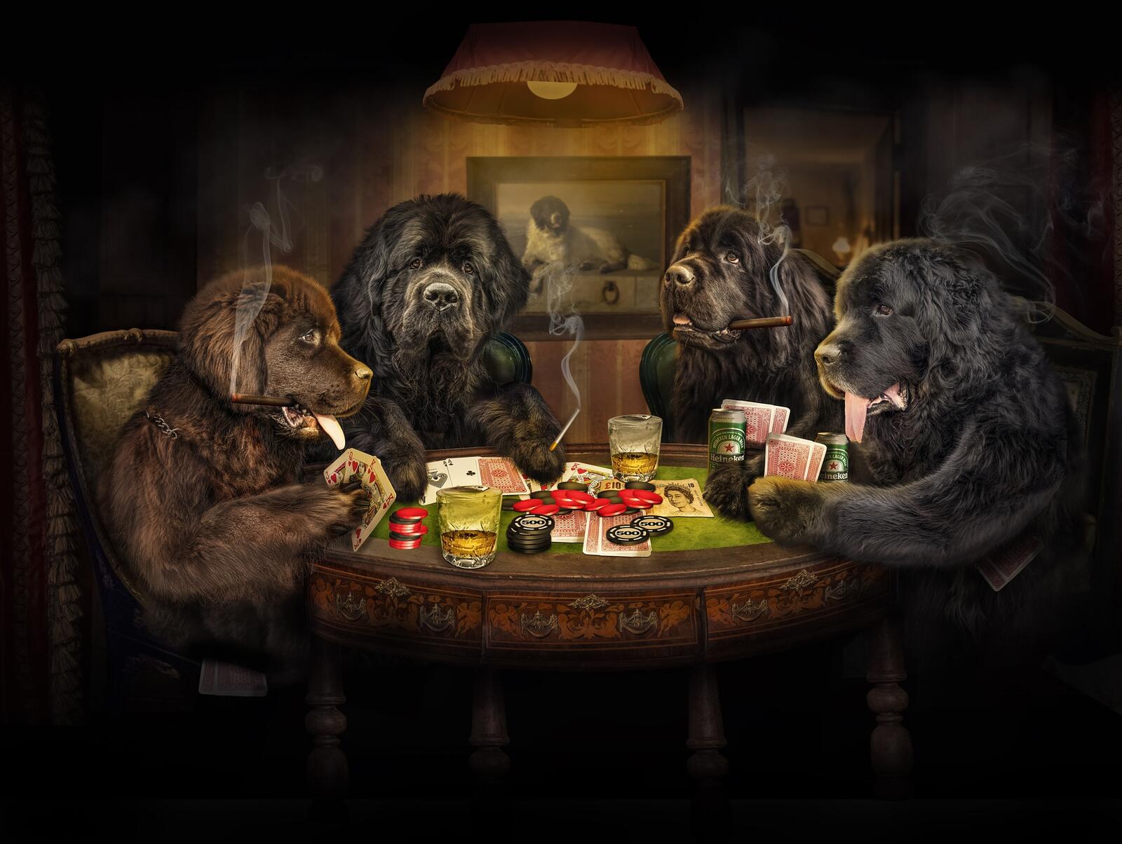 Free photo Funny dog gamblers