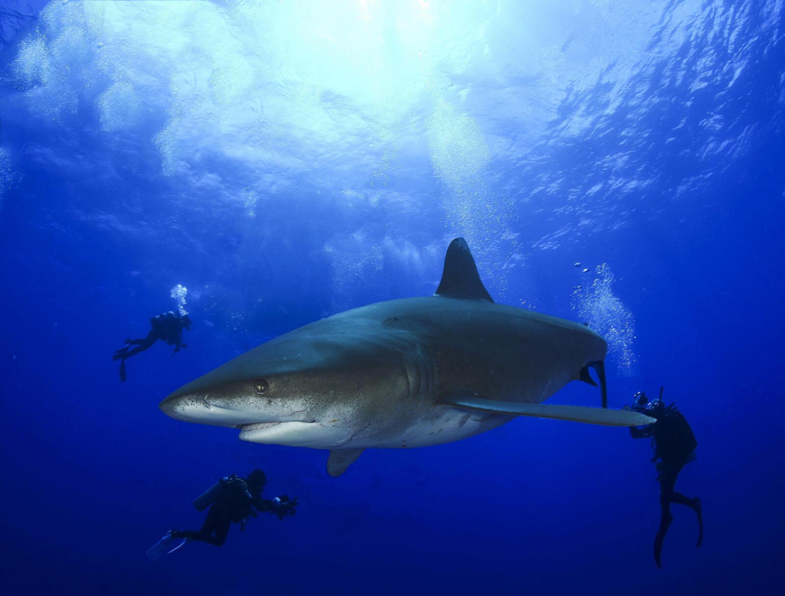 Wallpapers shark big fish underwater world on the desktop