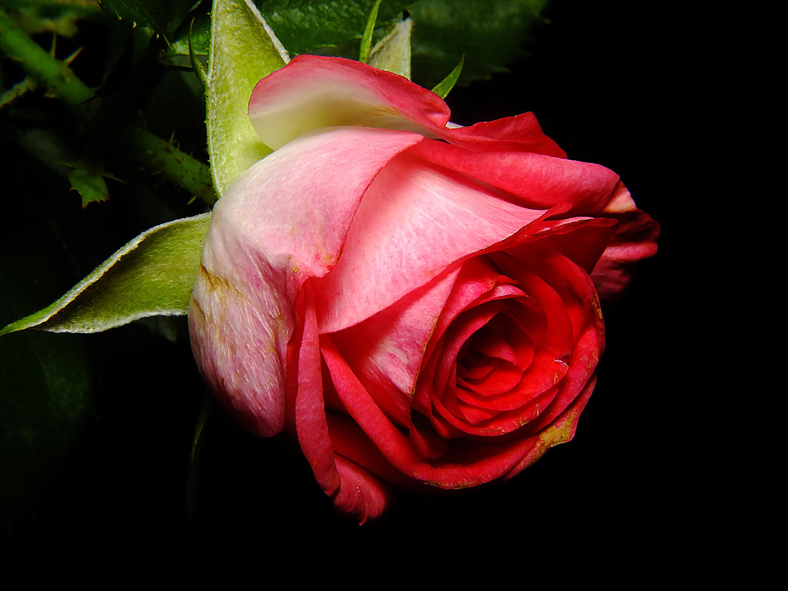 Обои флора роза макро на рабочий стол