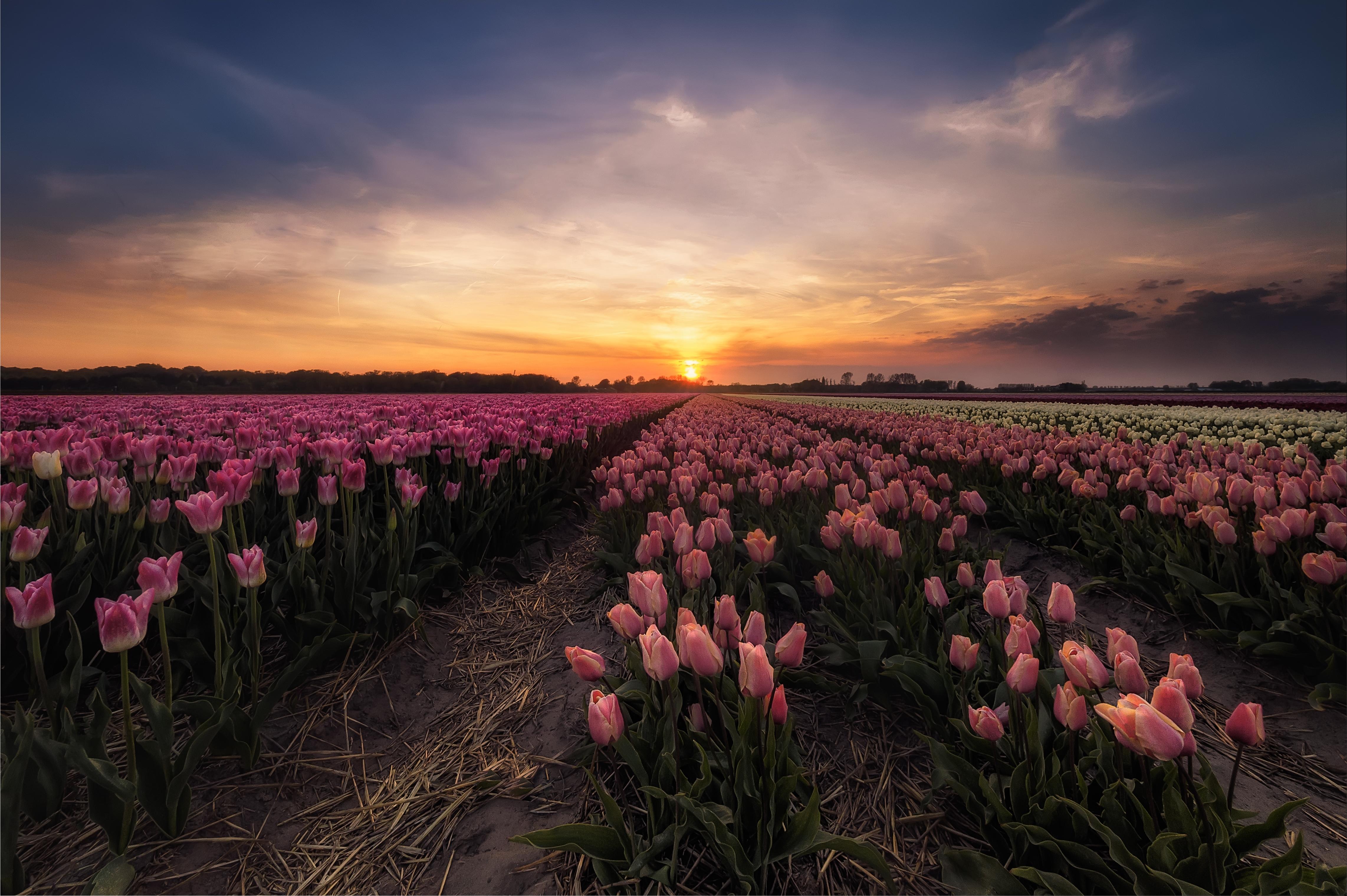 Обои Тюльпаны в Нидерландах тюльпаны пейзаж на рабочий стол