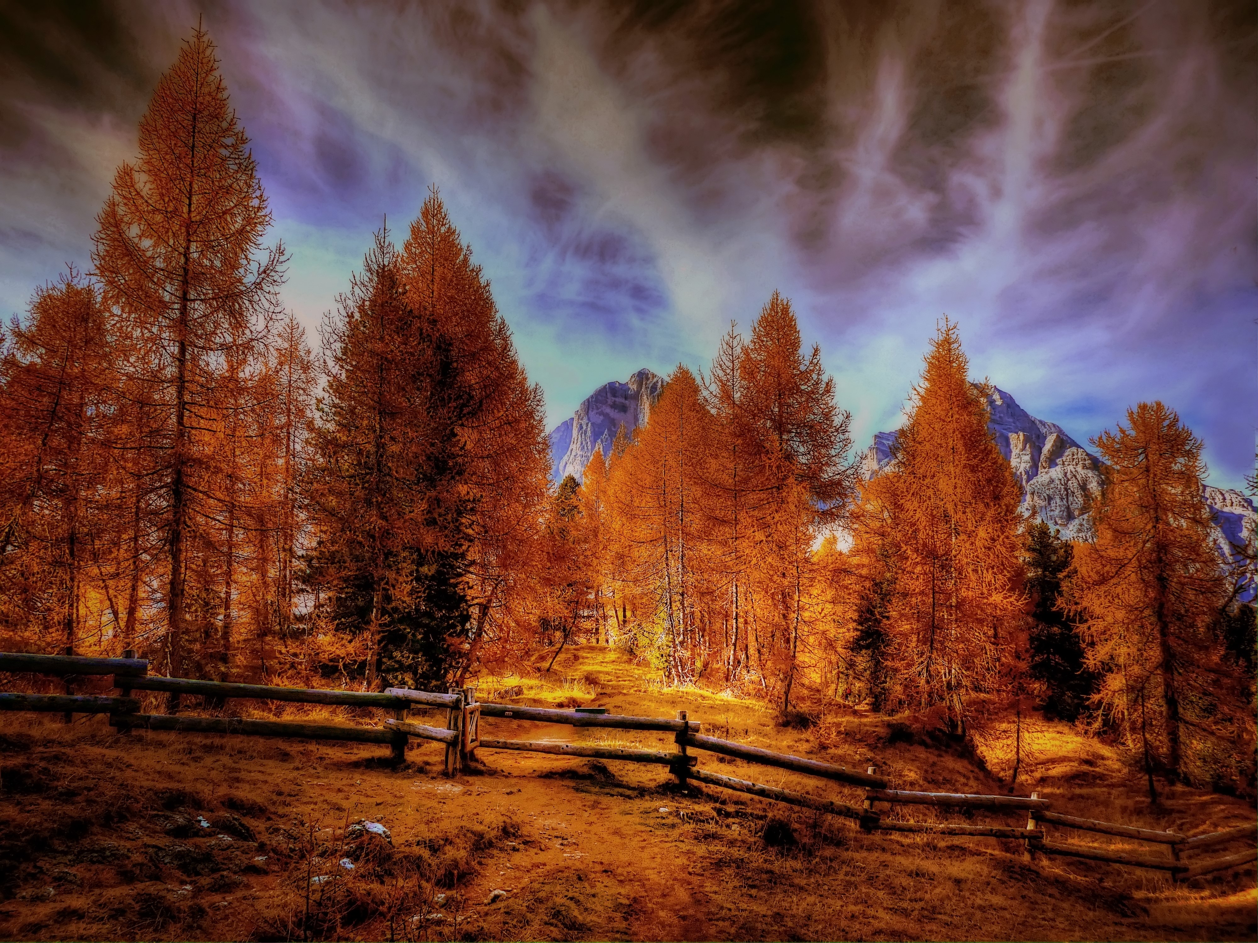 Photo free autumn, bright, forest