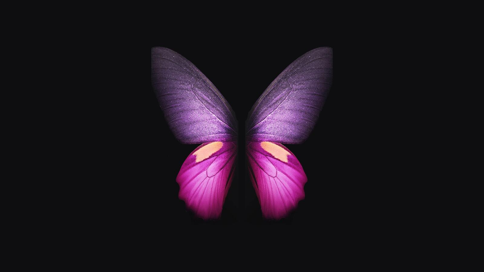 Обои обои красивая бабочка космос цифровое искусство на рабочий стол
