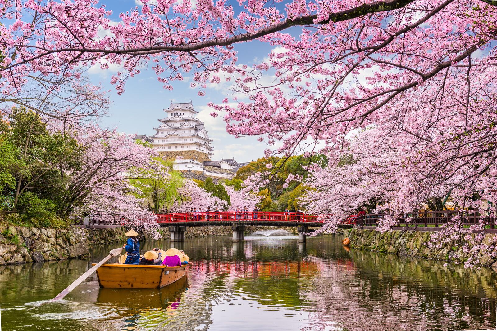 Обои Япония цветок весна на рабочий стол