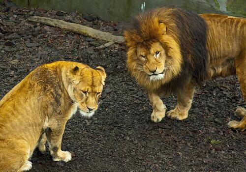 The lion and the lioness are not happy about something.