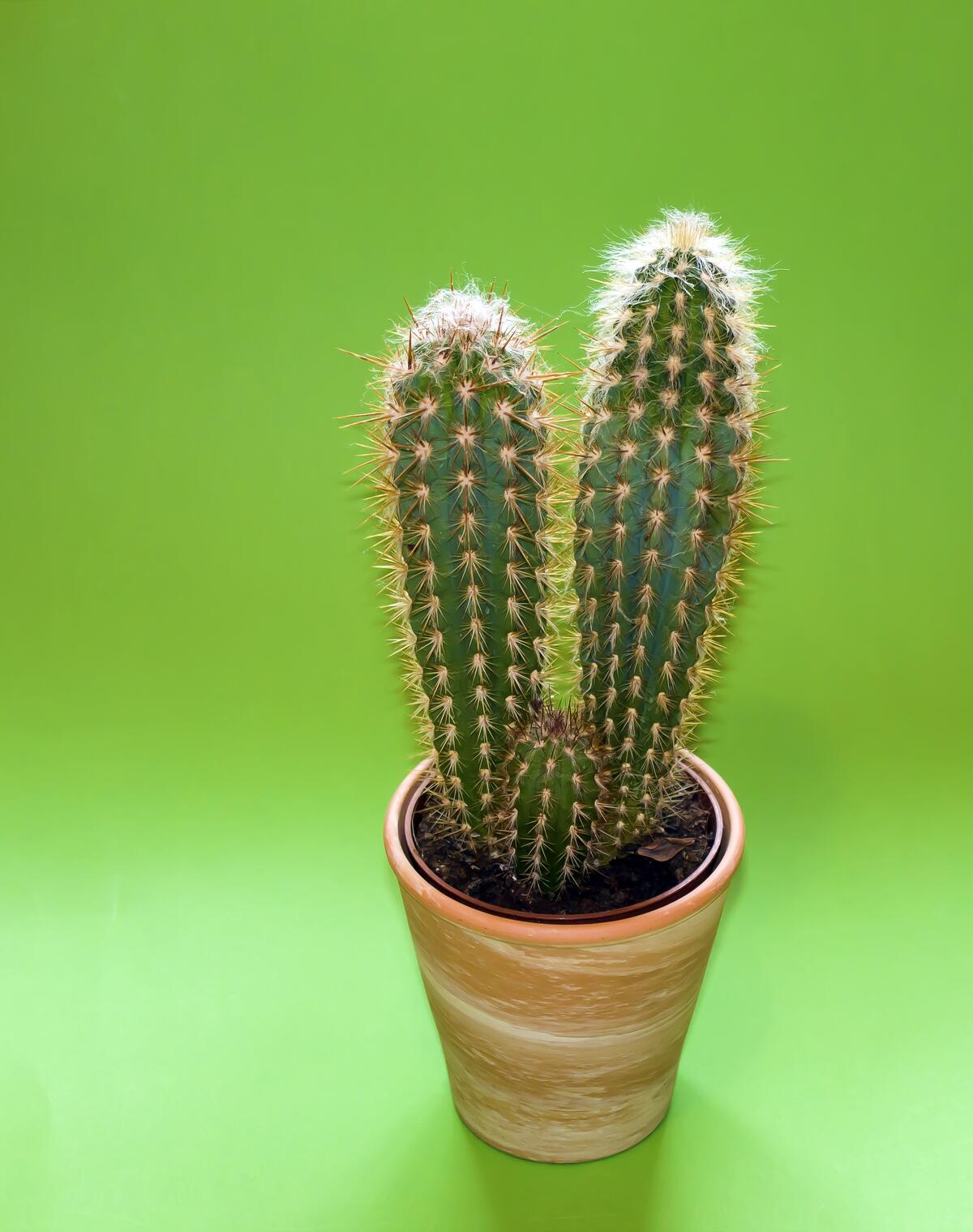 Double Cactus