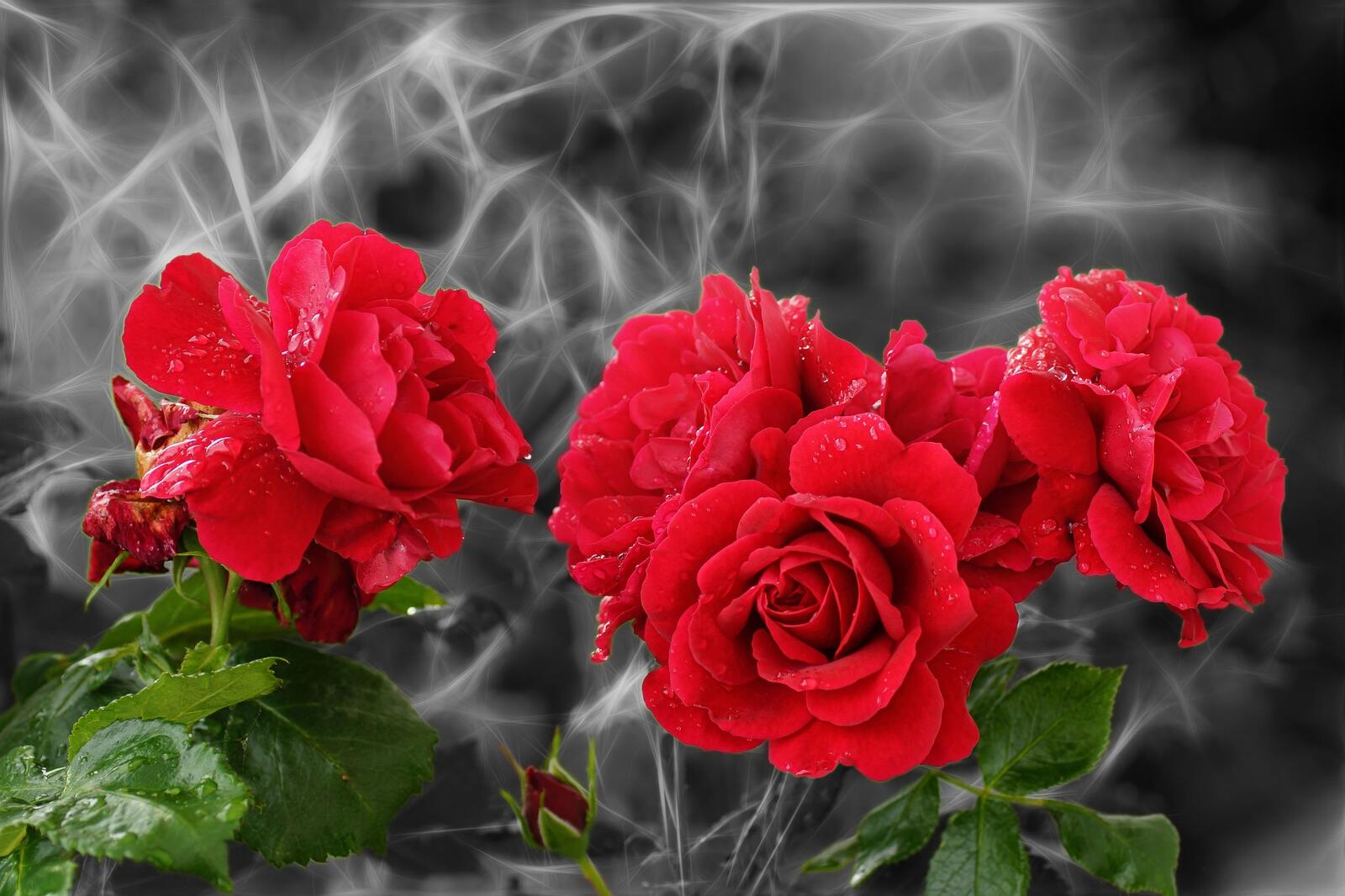 桌面上的壁纸玫瑰 鲜花 红蕾