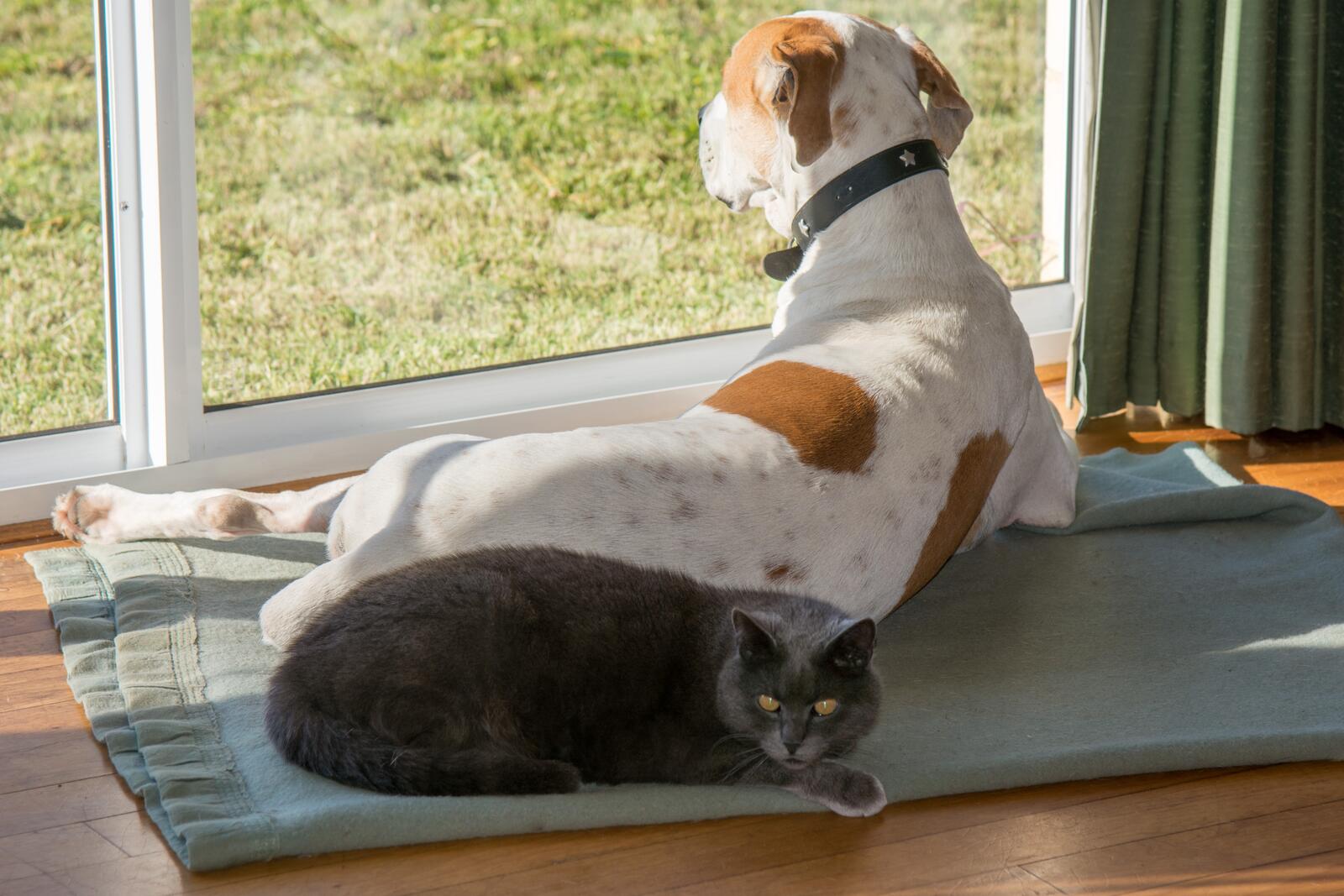 Обои обои собака кошка окно на рабочий стол