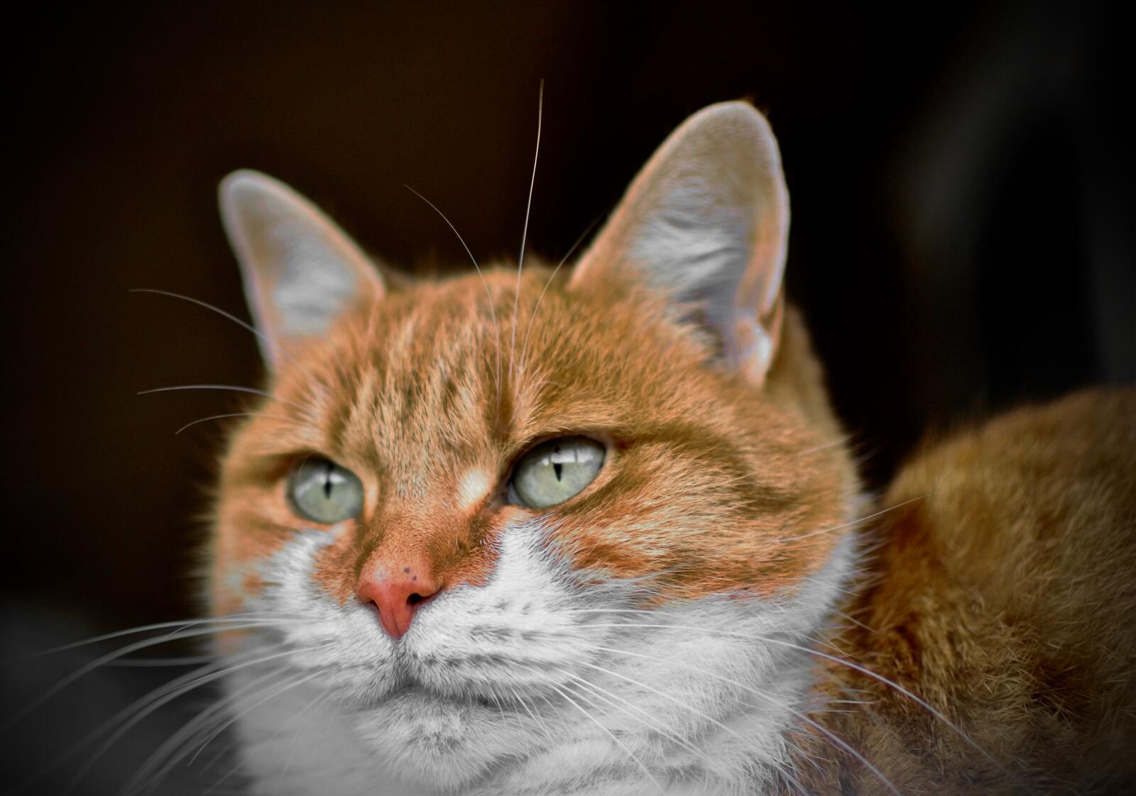Wallpapers cat green eyes animals cats on the desktop