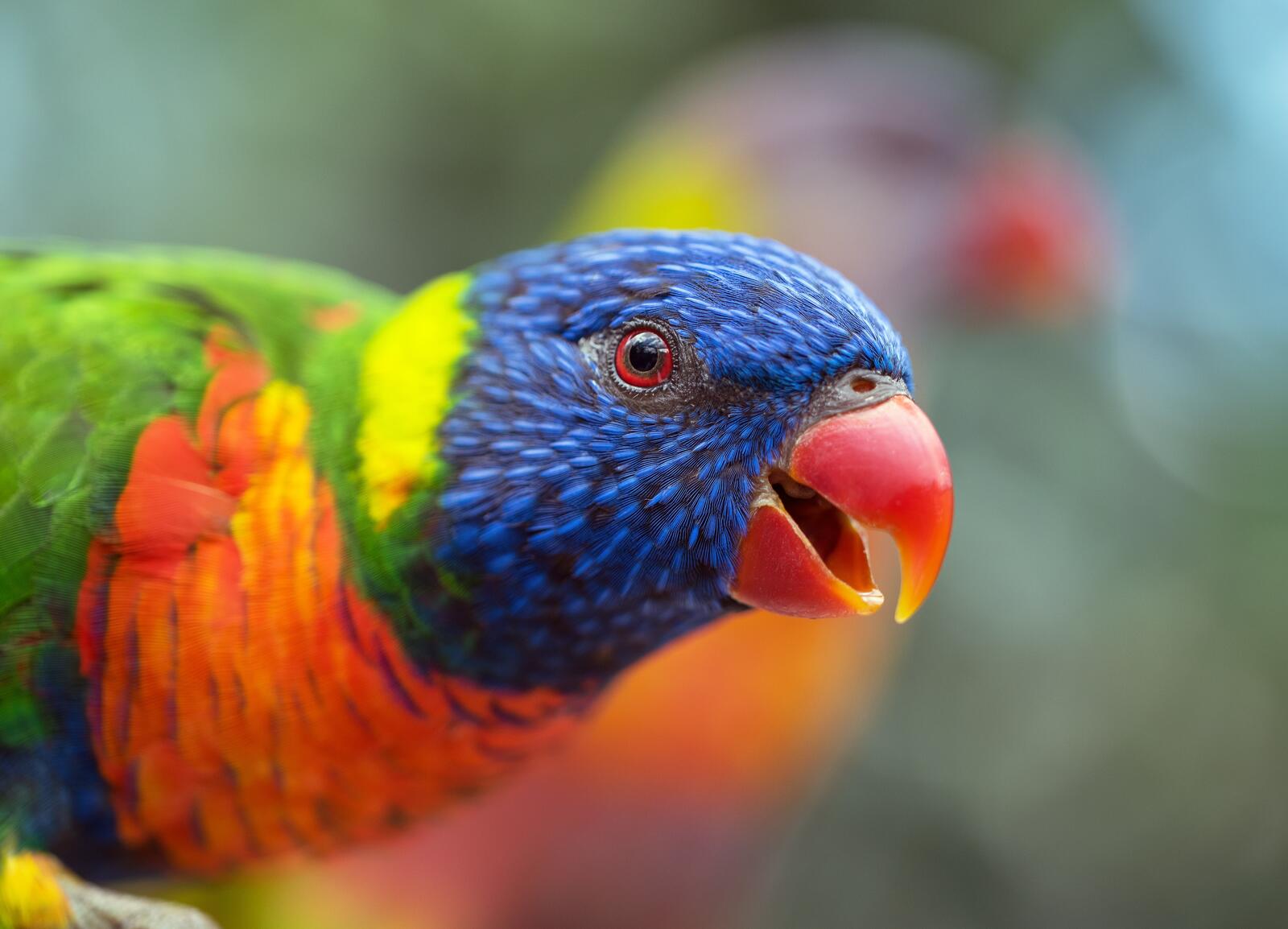 Wallpapers colorful birds loriini parrot on the desktop