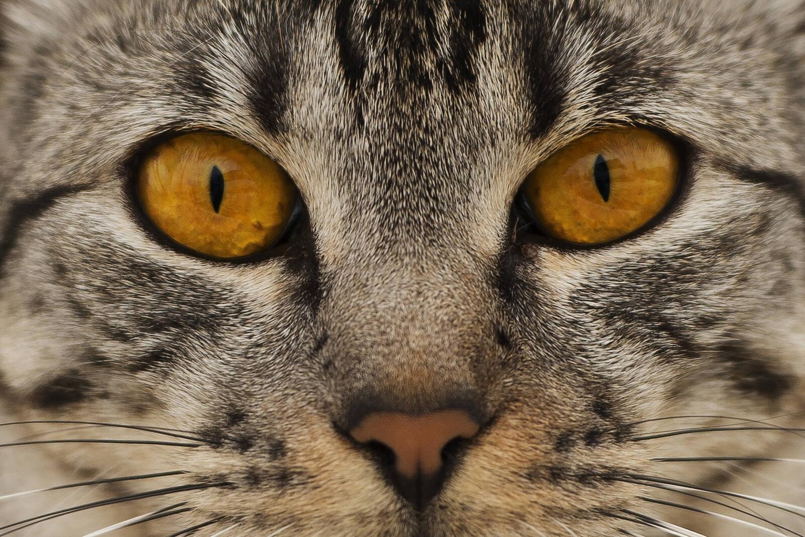 Wallpapers american shorthair muzzle cat on the desktop