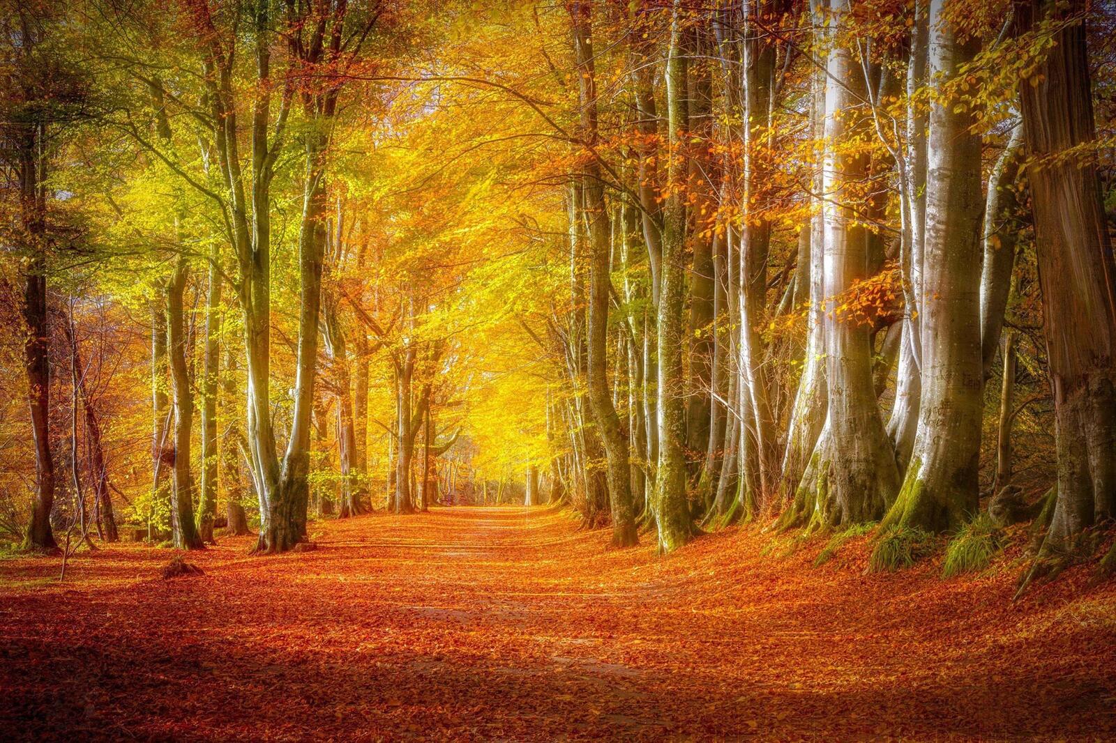 免费照片手机屏保 秋天，森林，公园