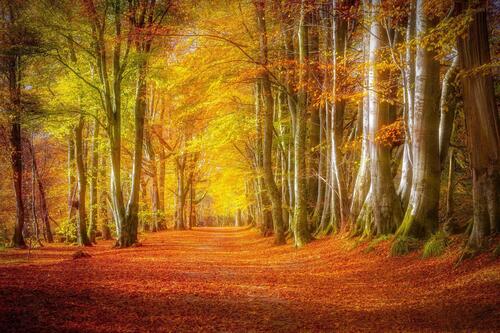 The screensaver on the phone, autumn, forest, park