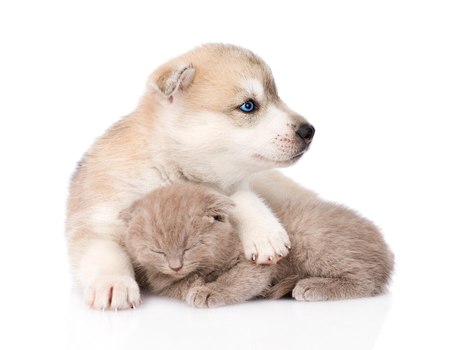 Free photo A little puppy with a kitten