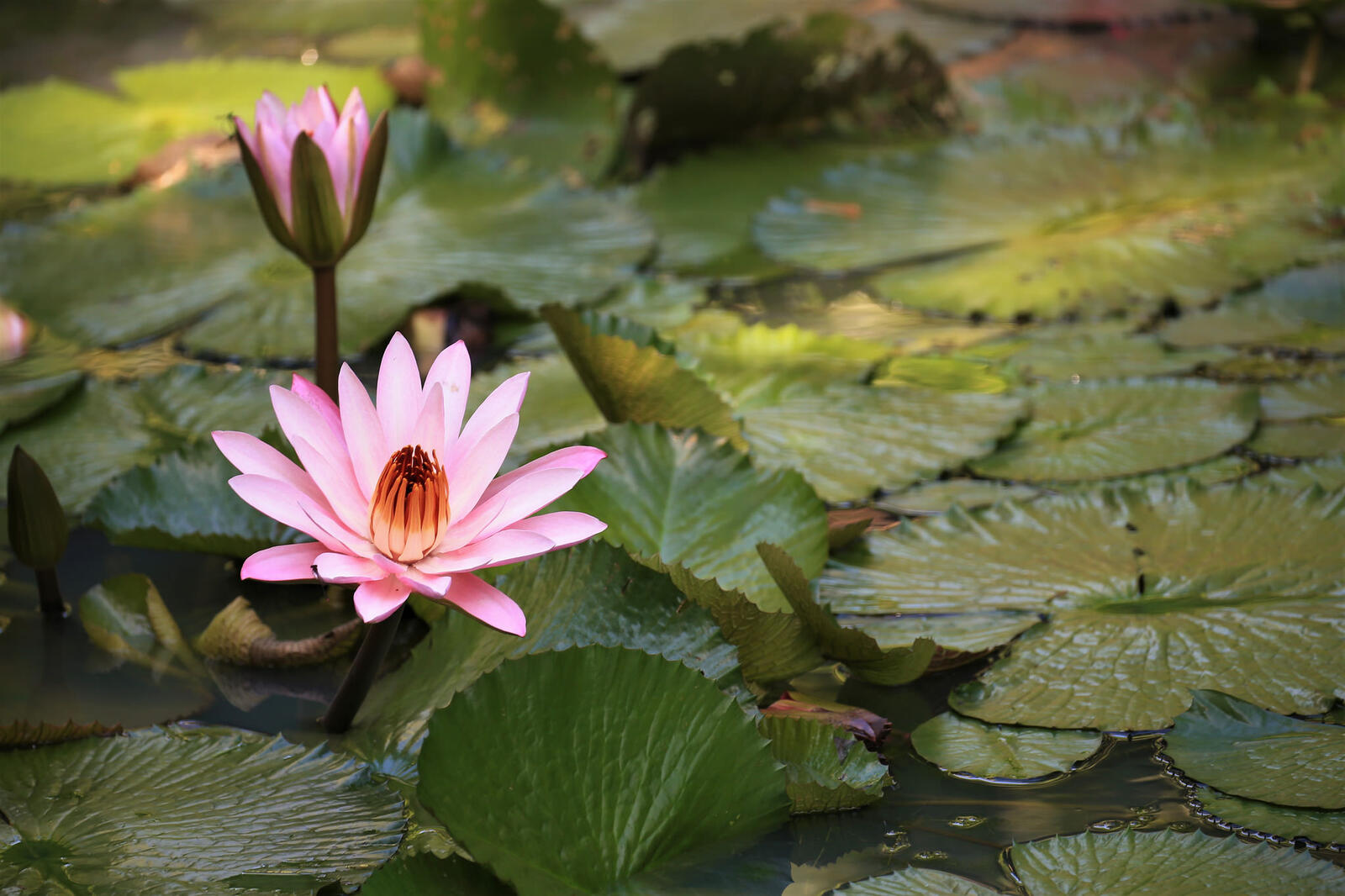 Wallpapers water lily beautiful flowers pond on the desktop