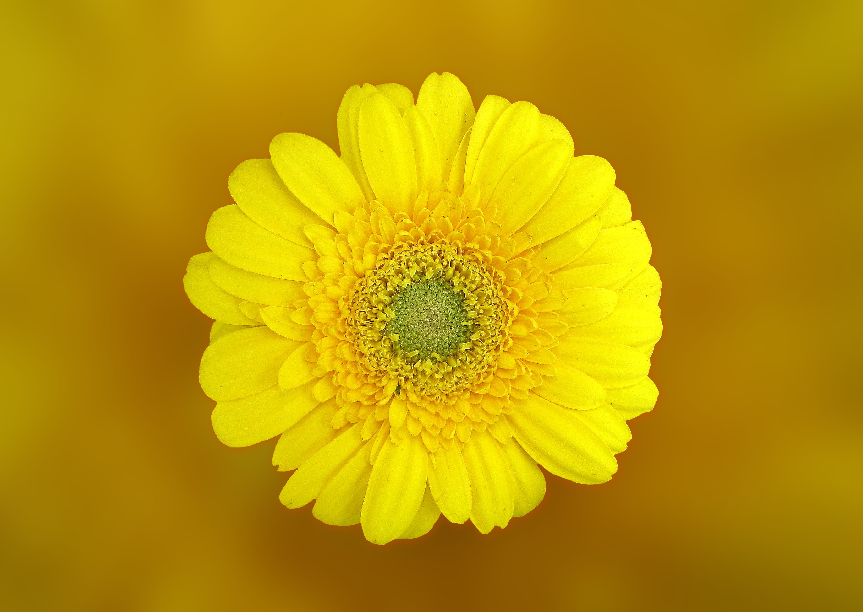 Фото бесплатно лепесток, цветения, желтый
