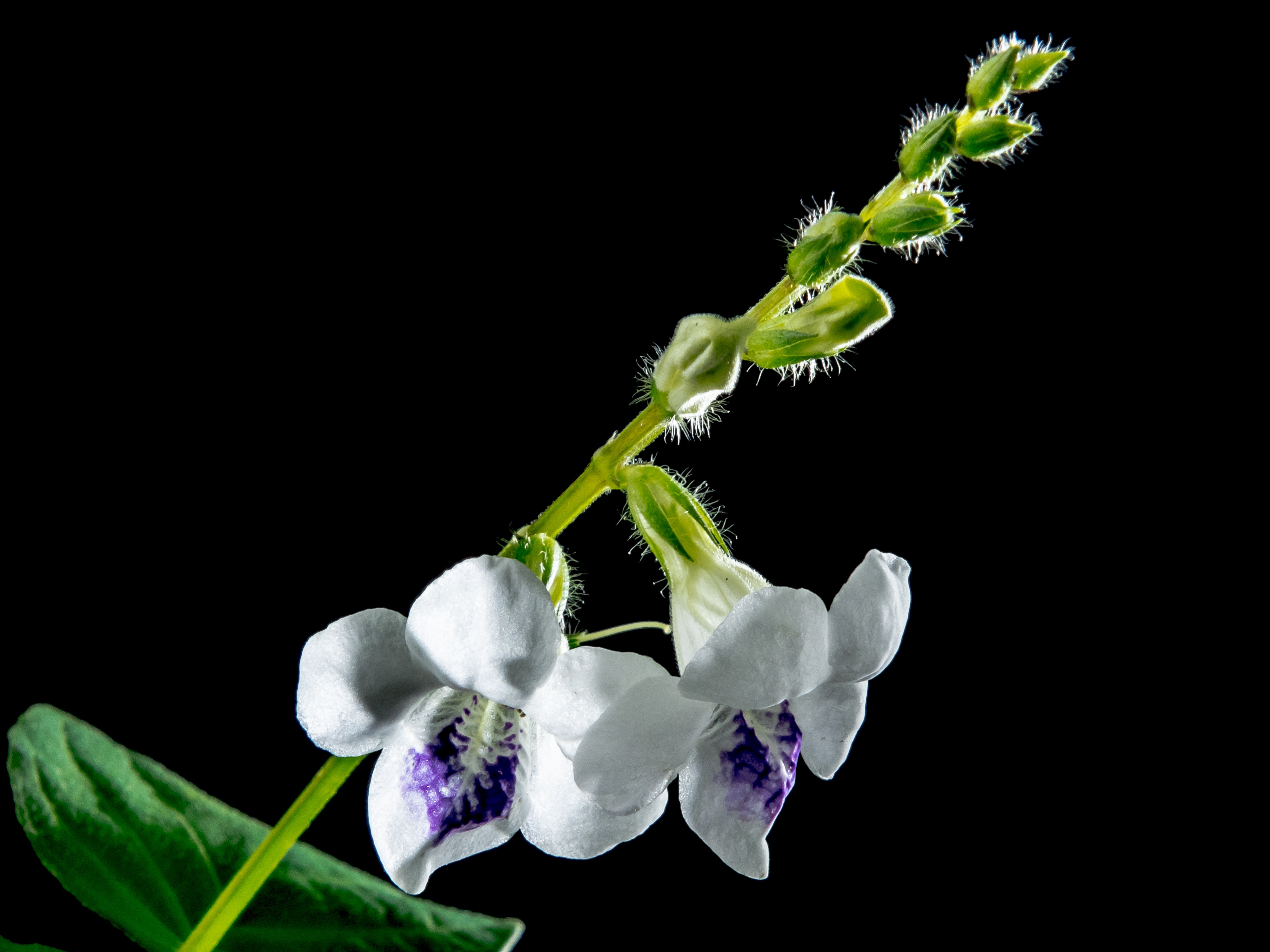 Фото бесплатно ветвь, цветок, растение