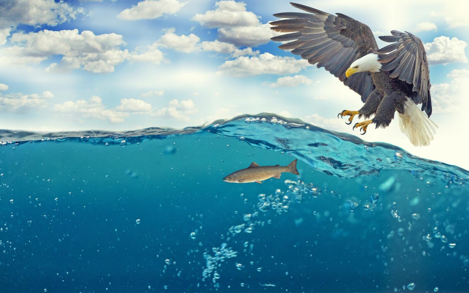 Wallpapers eagle hunting ocean on the desktop