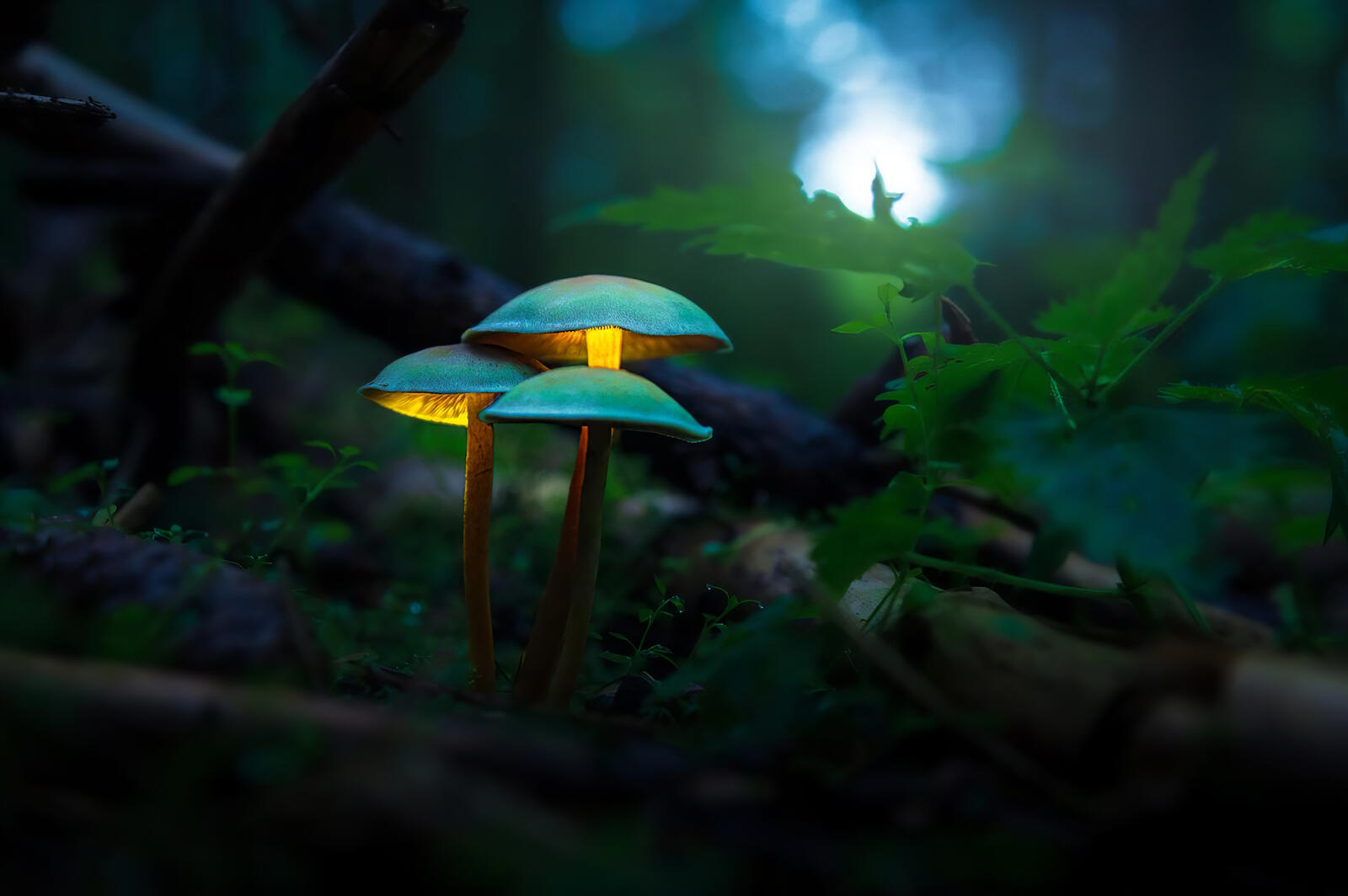 Wallpapers mushroom forest deviant art on the desktop