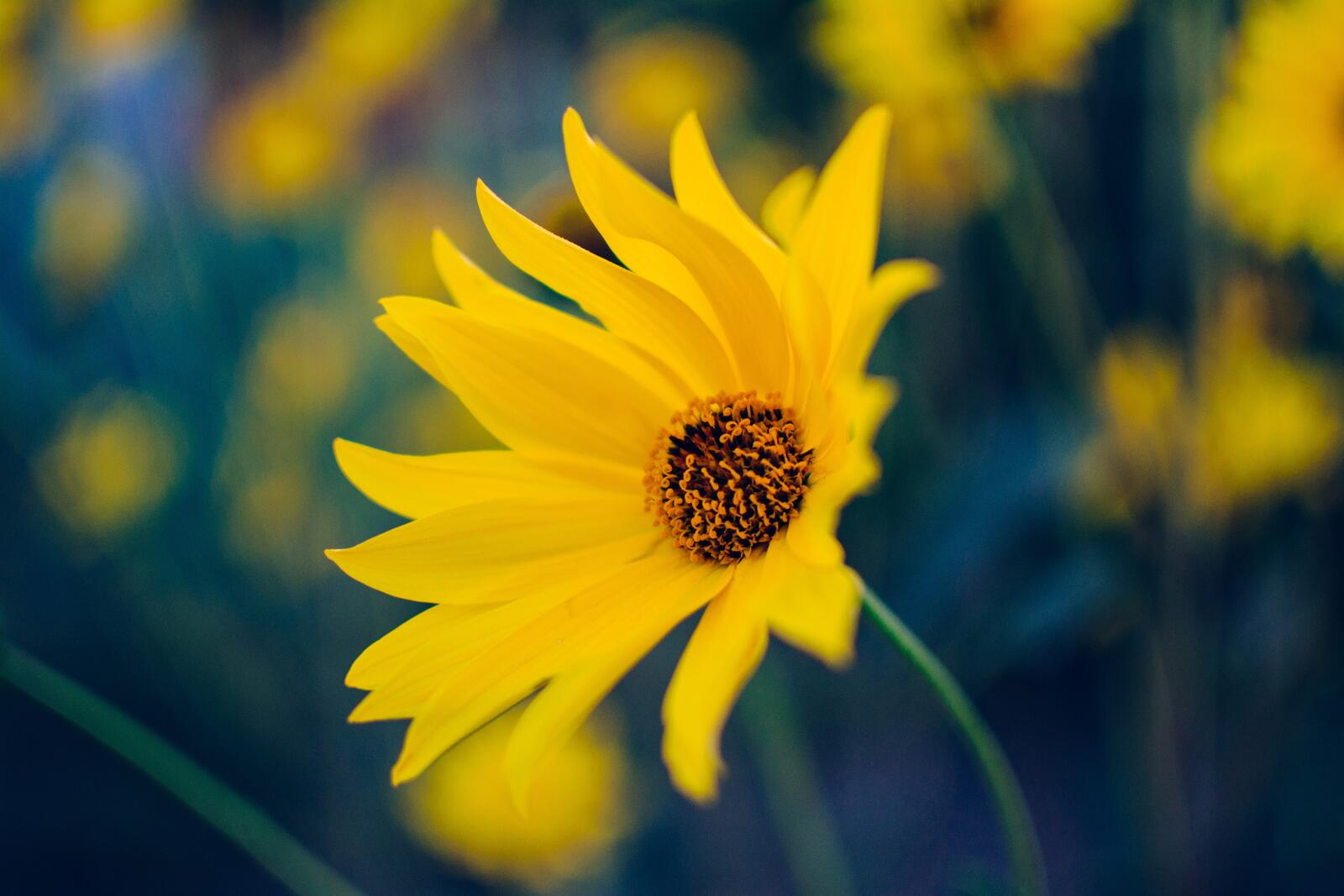 Wallpapers daisy family yellow plant on the desktop