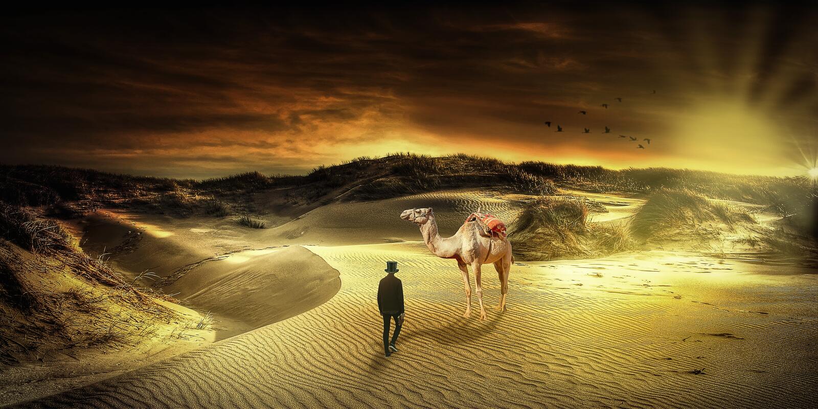 Wallpapers desert camel Karakum Sands on the desktop