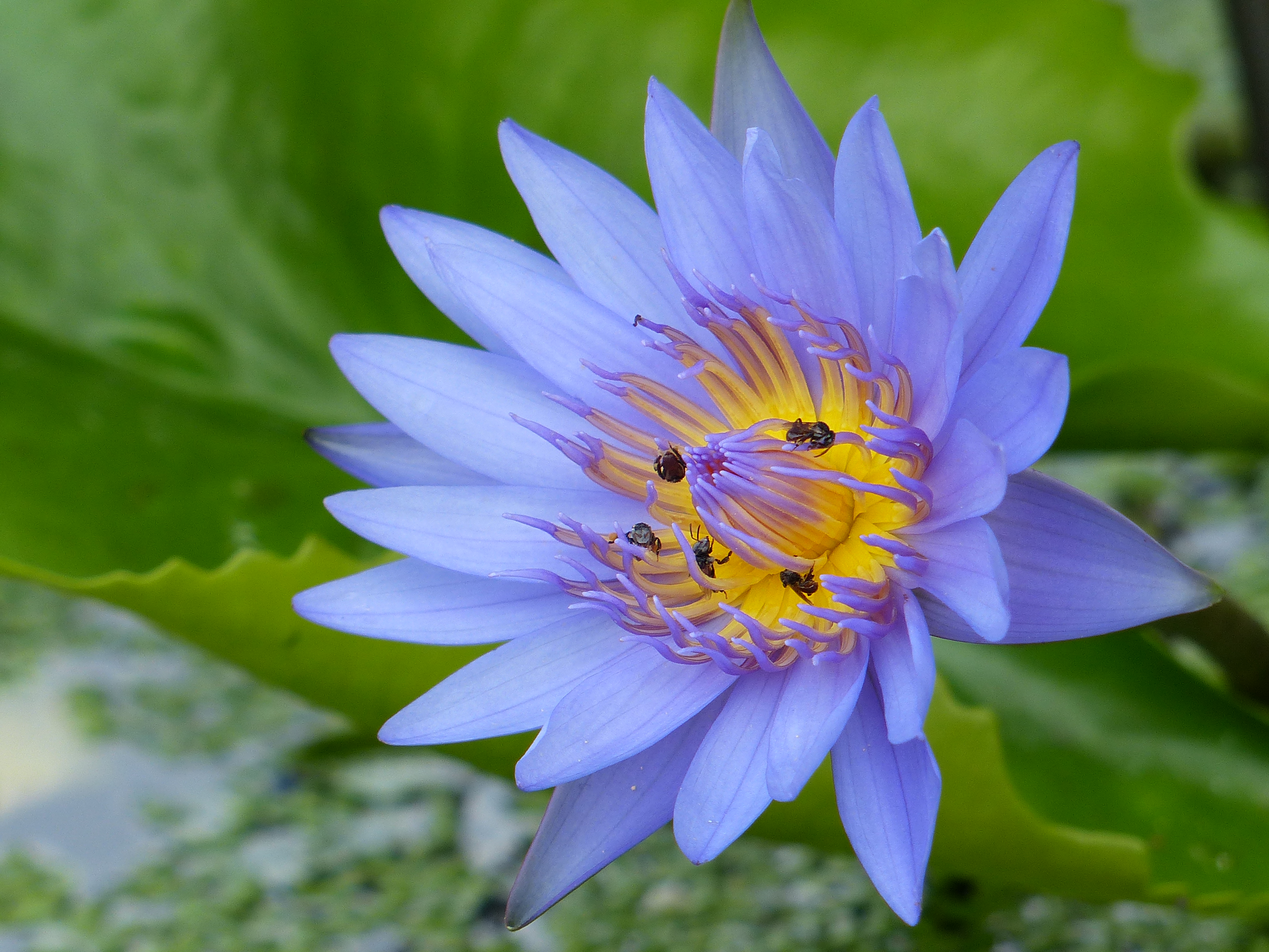 Фото бесплатно кувшинки, пруд, красивый цветок