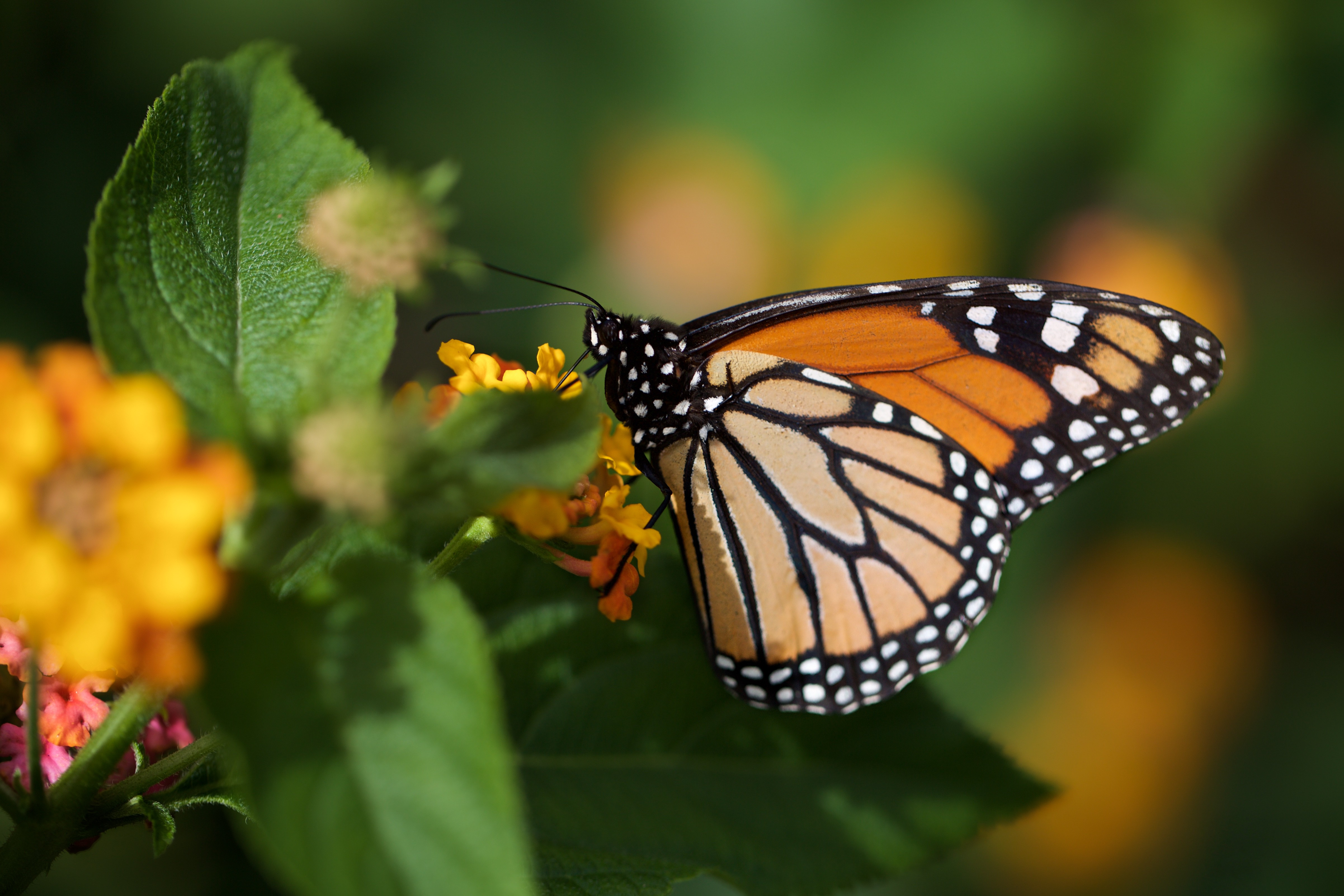 Wallpapers animals monarch butterfly insects on the desktop