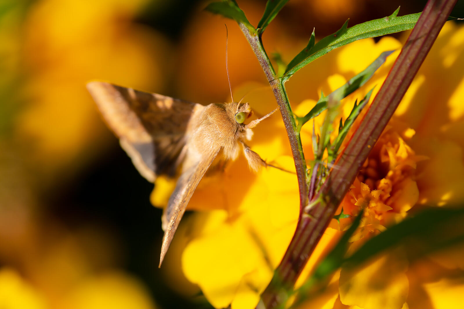 Free photo Moth on a flower