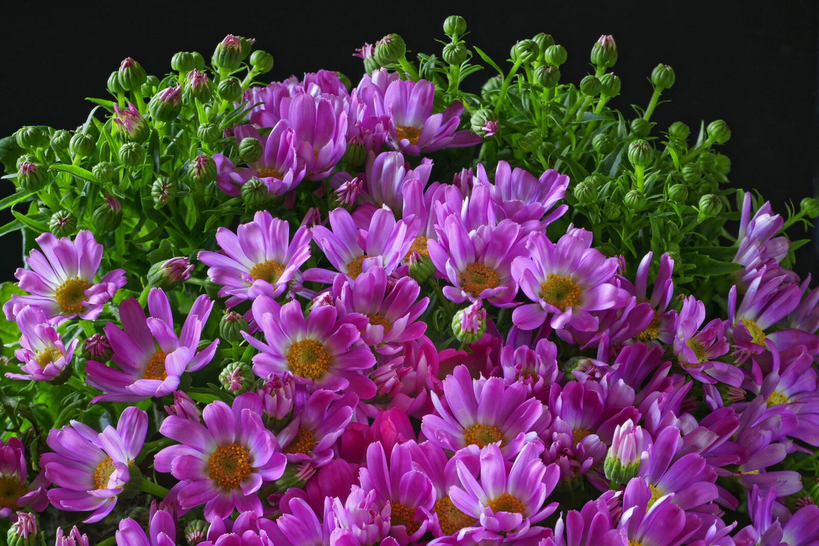 Обои флора Chrysanthemum бутоны на рабочий стол