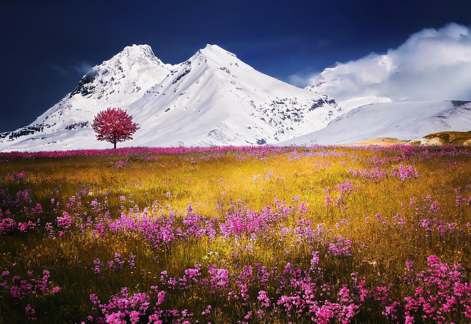 Wallpapers clouds meadow nature landscape flowers grass on the desktop