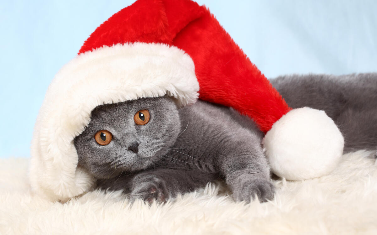 Серый кот в новогодней шапке
