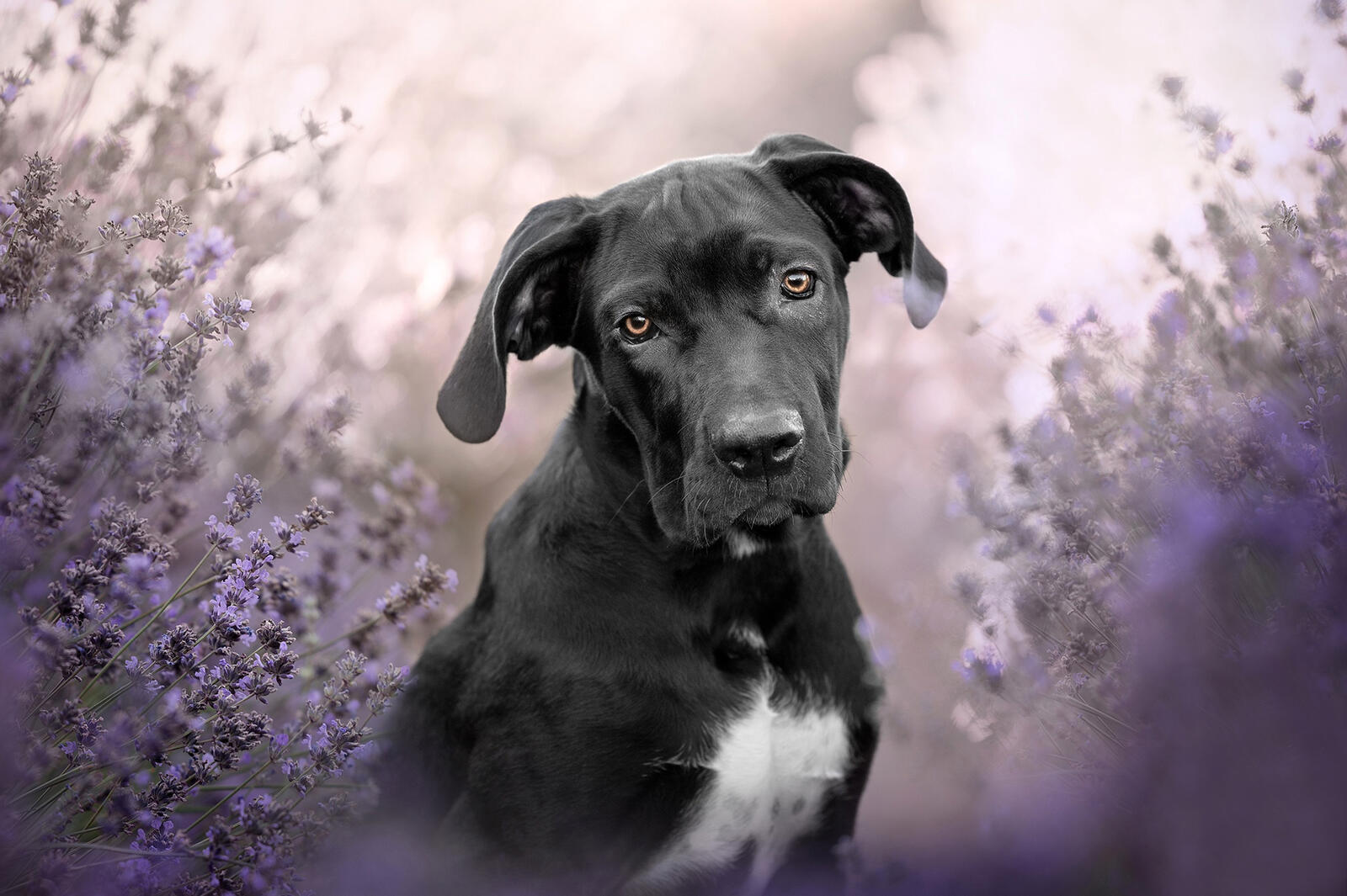 Free photo A puppy in purple lavender