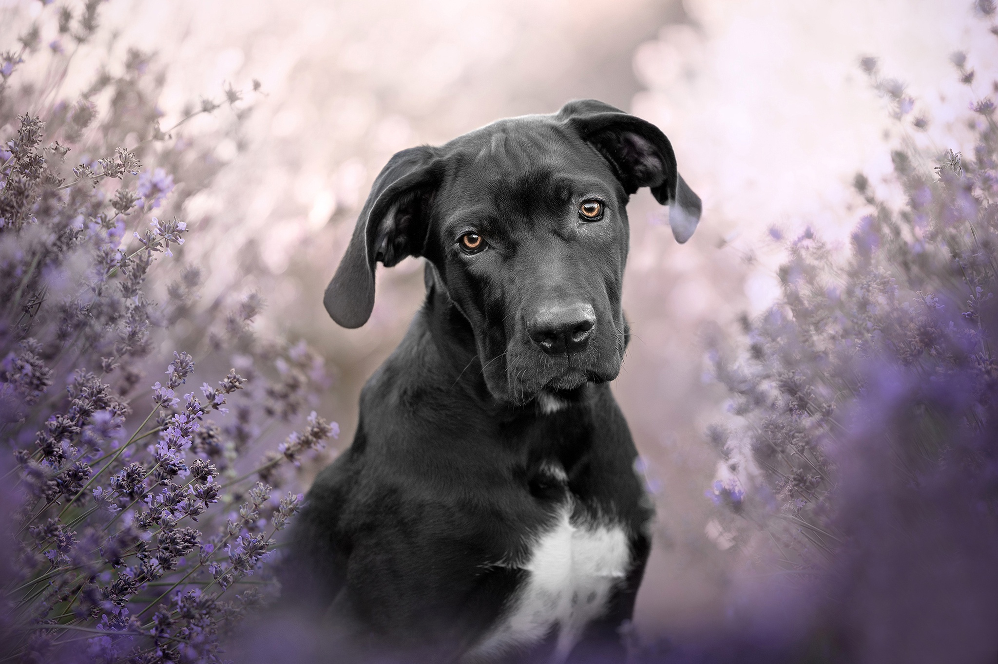 Фото бесплатно фиолетовая лаванда, щенок, размытый фон