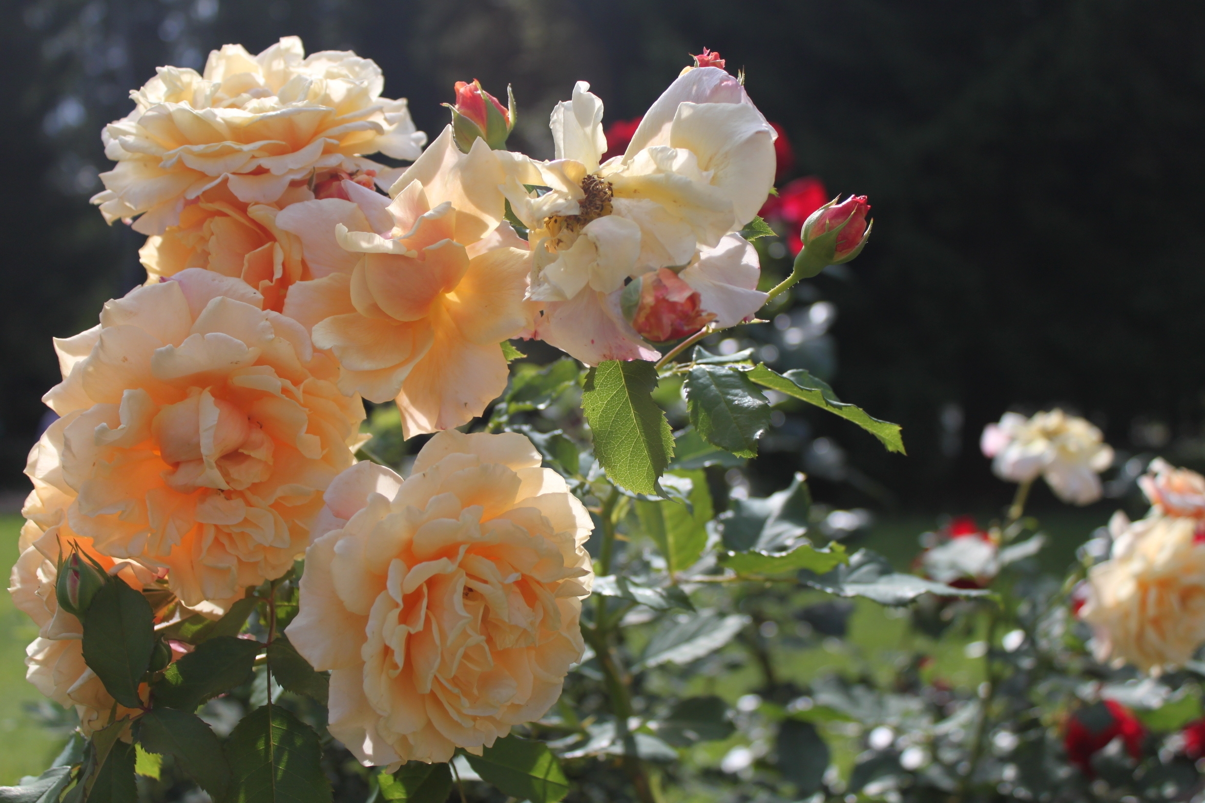 Фото бесплатно роза, куст, свободные
