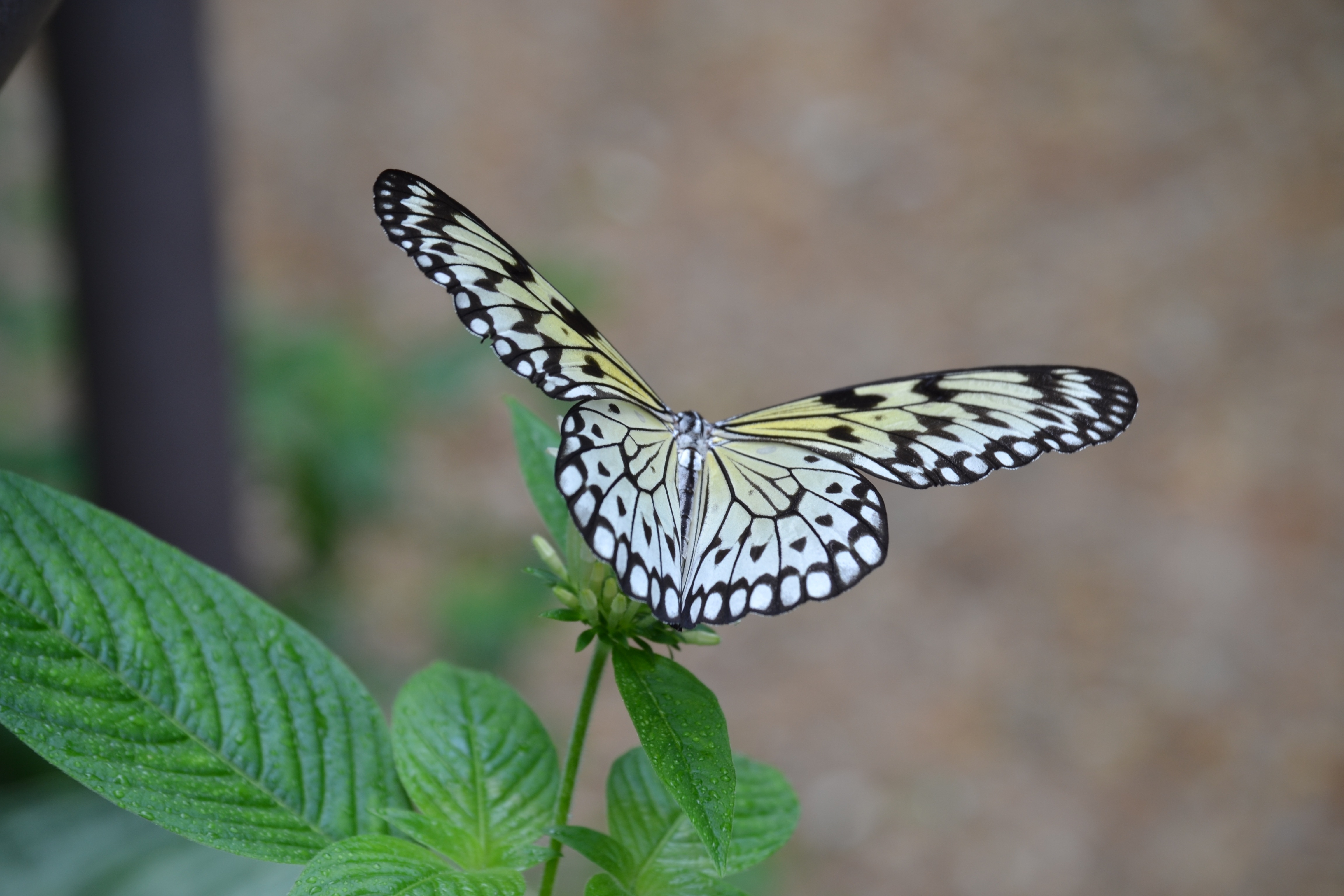 免费照片一只明亮的蝴蝶坐在花朵的绿叶上