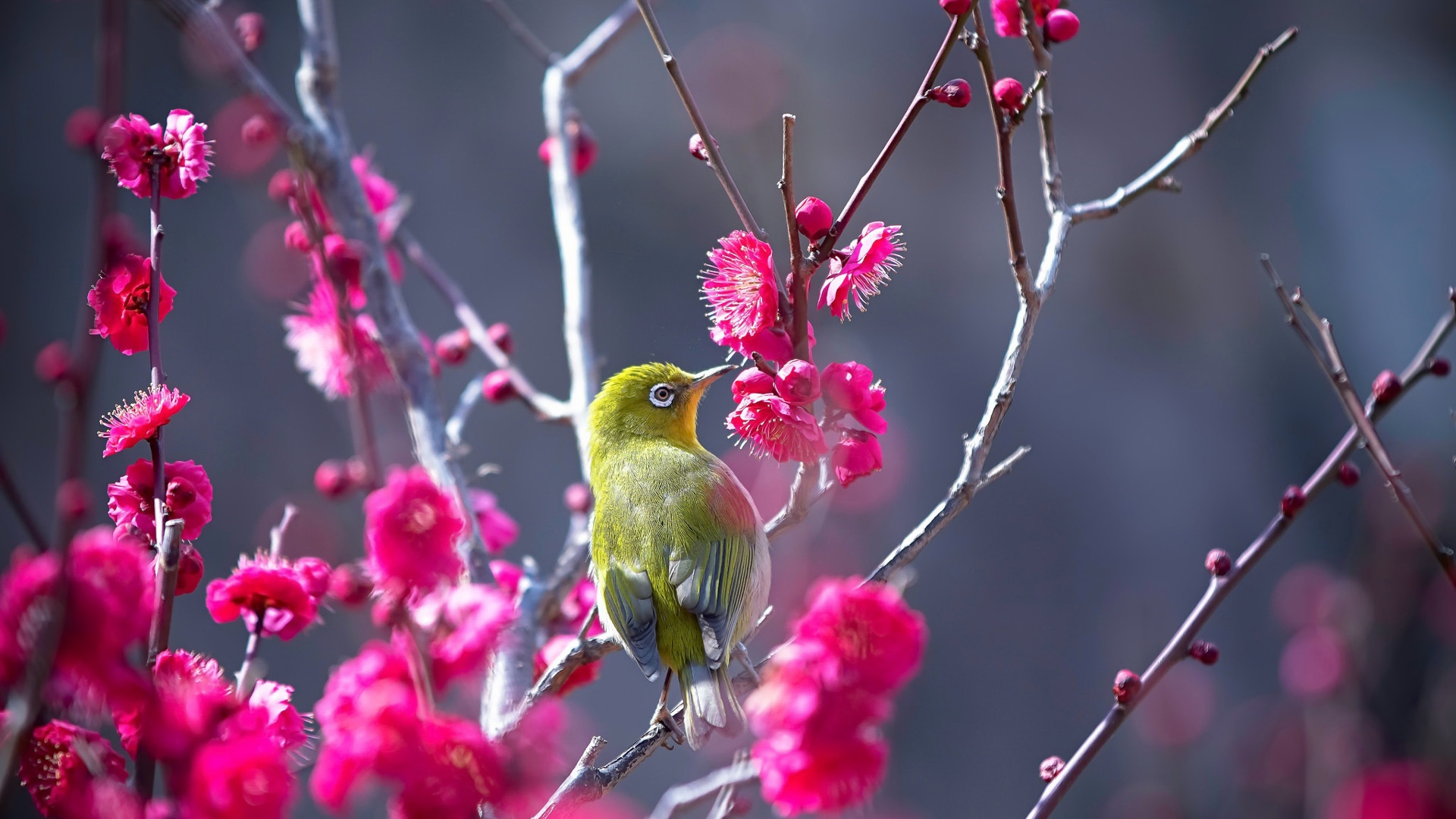 Фото бесплатно обои розовые цветы, зелёная птица, перья