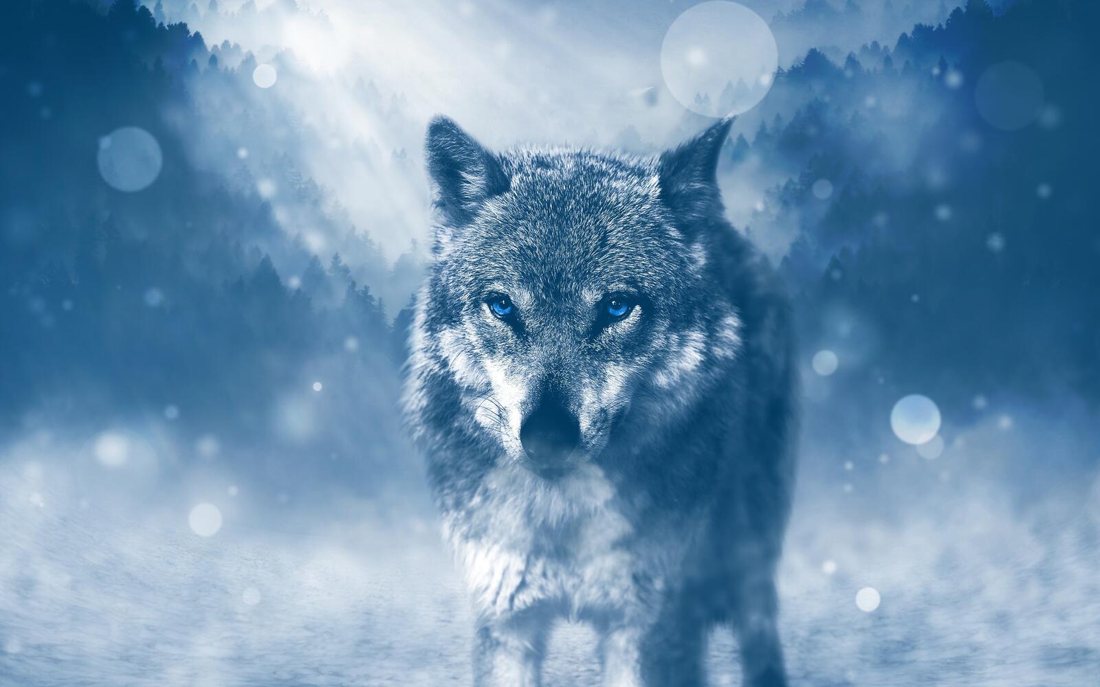 Wallpapers wolf majestic photo manipulation on the desktop