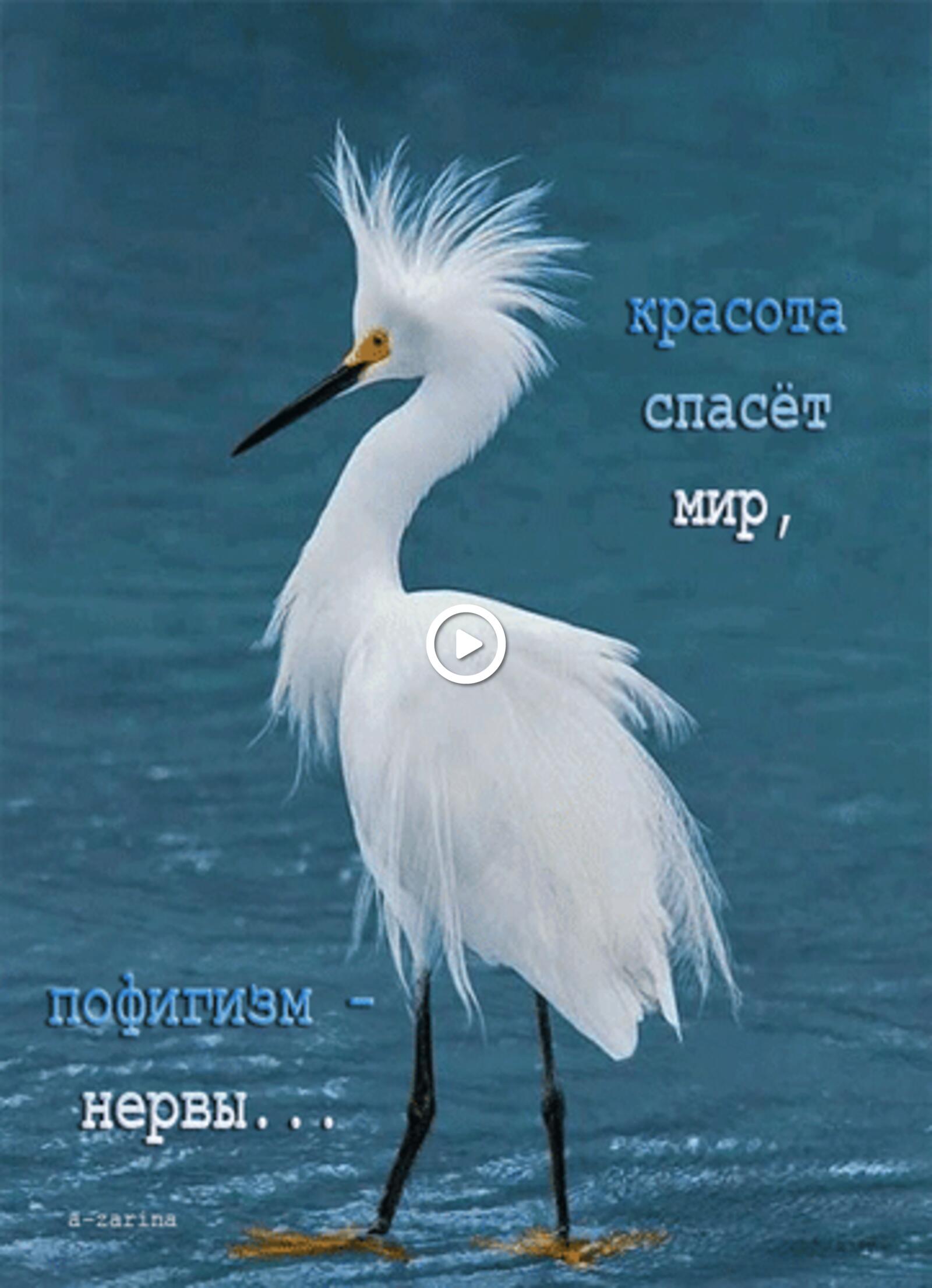 bird sea heron