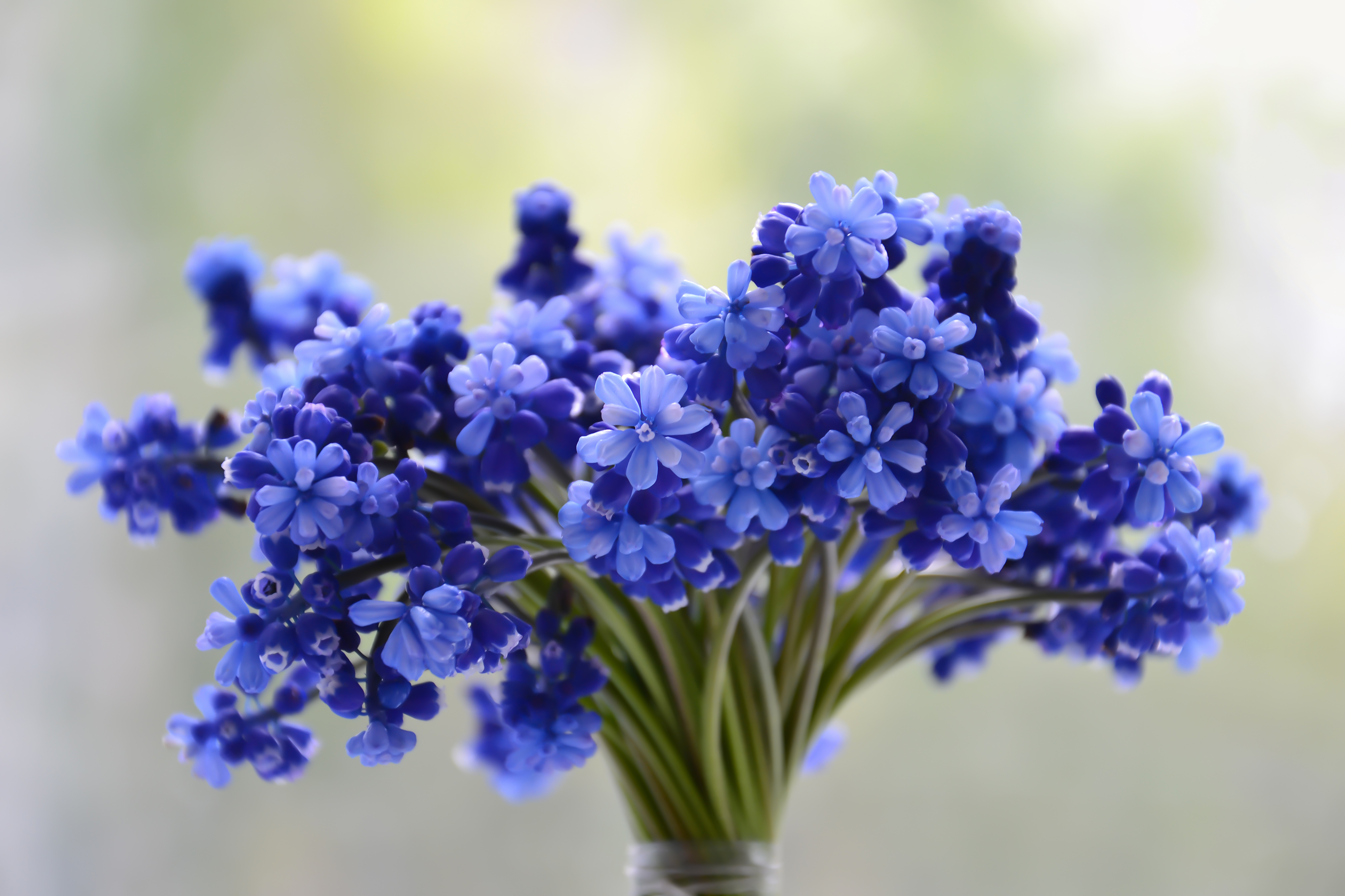 Обои цветы букет синий на рабочий стол