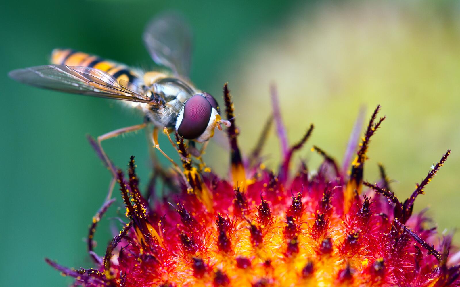 Wallpapers wallpaper hoverfly insects macro on the desktop