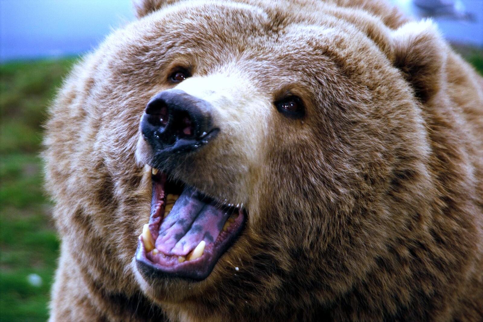 Бесплатное фото Бурый медведь рычит