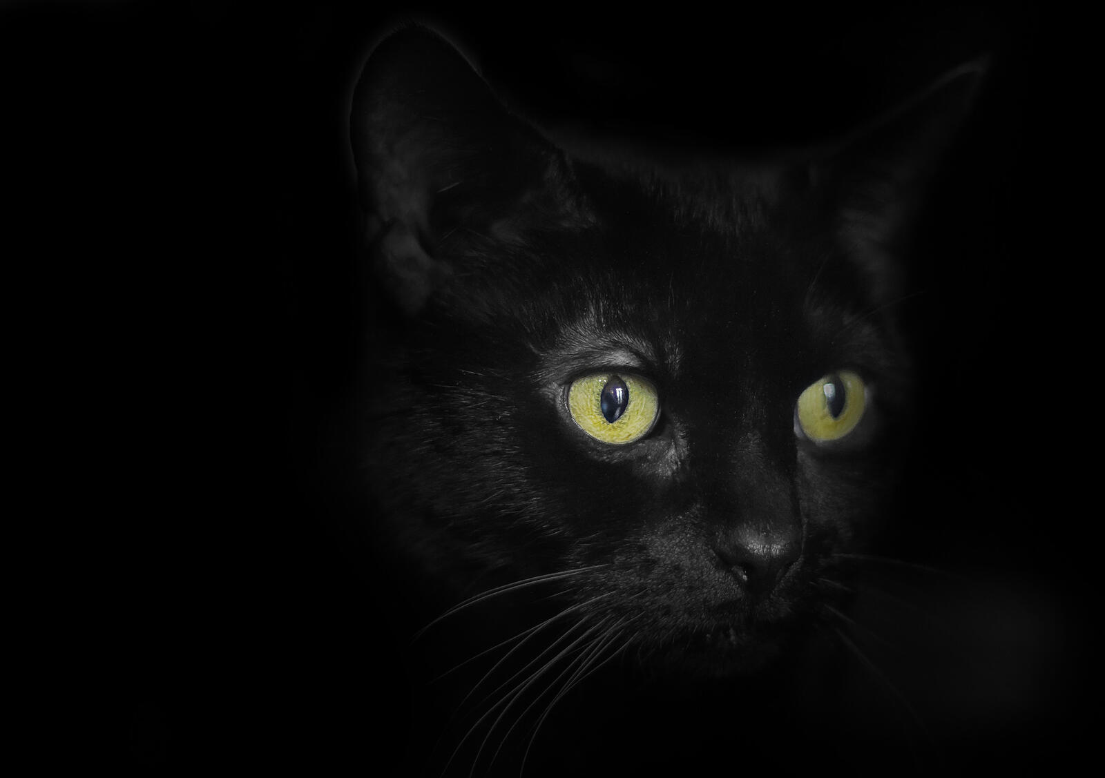 桌面上的壁纸猫 注视 黑色背景