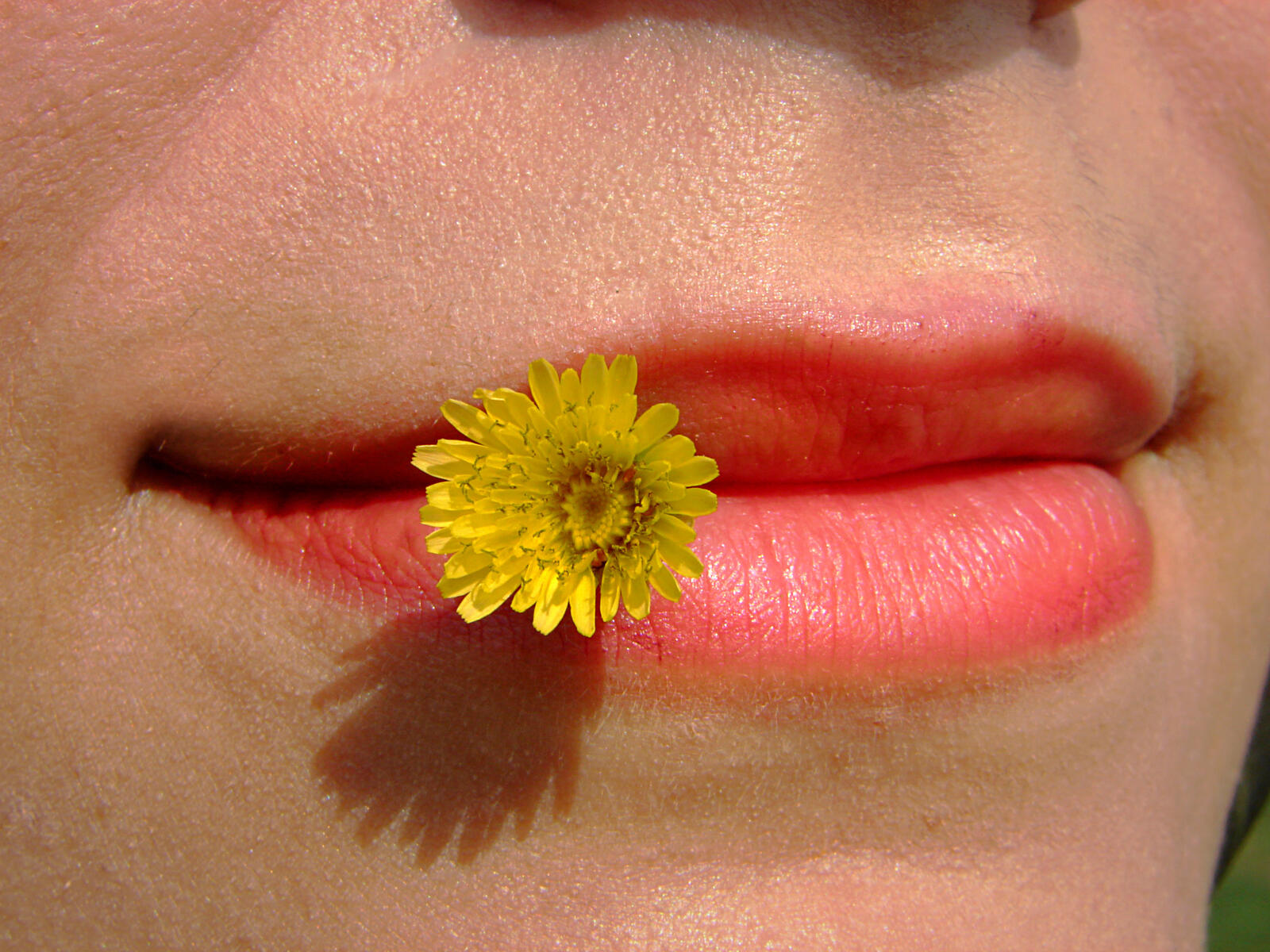 Обои желтый цветок губы рот на рабочий стол
