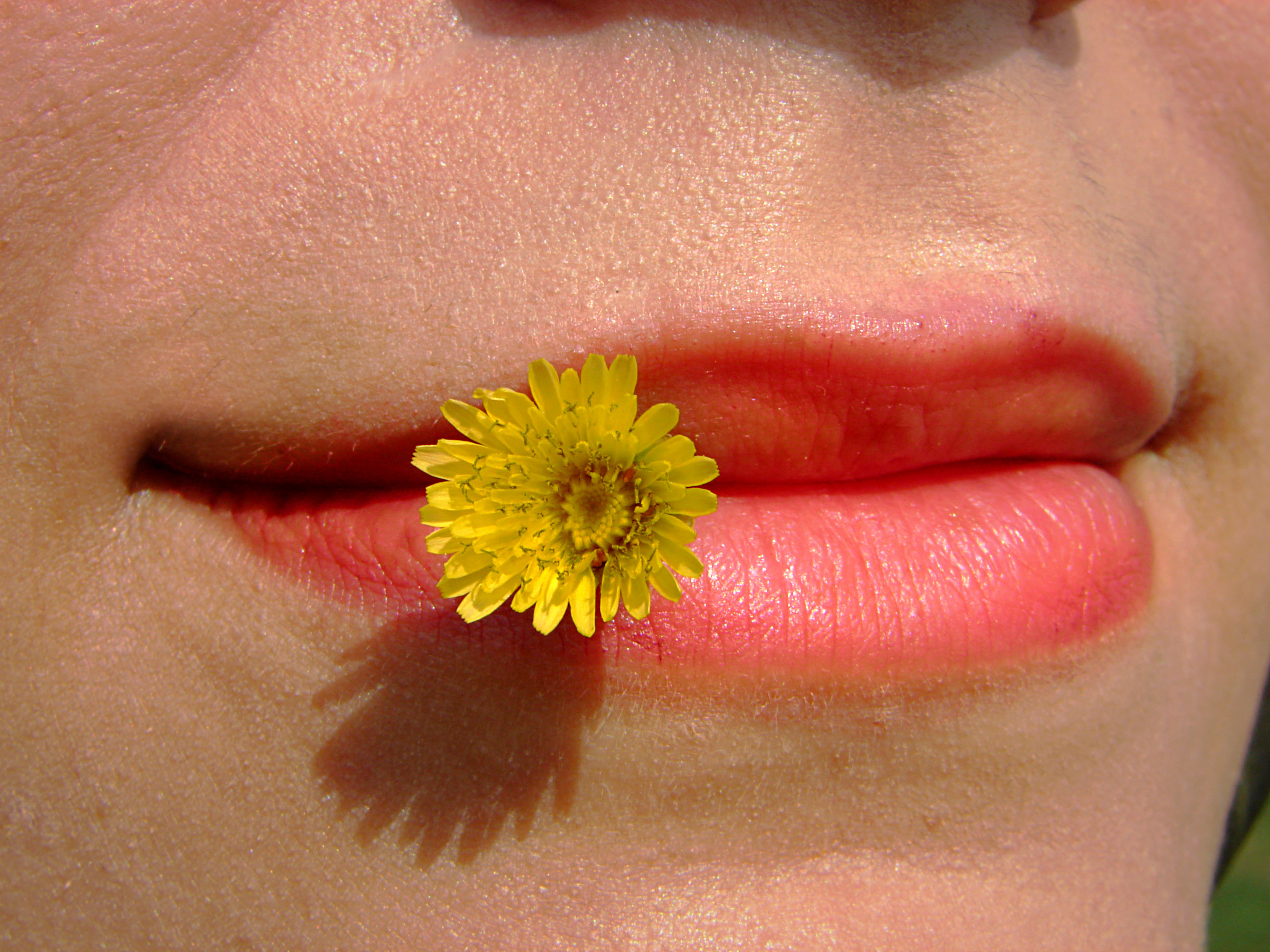 Wallpapers yellow flower lips mouth on the desktop