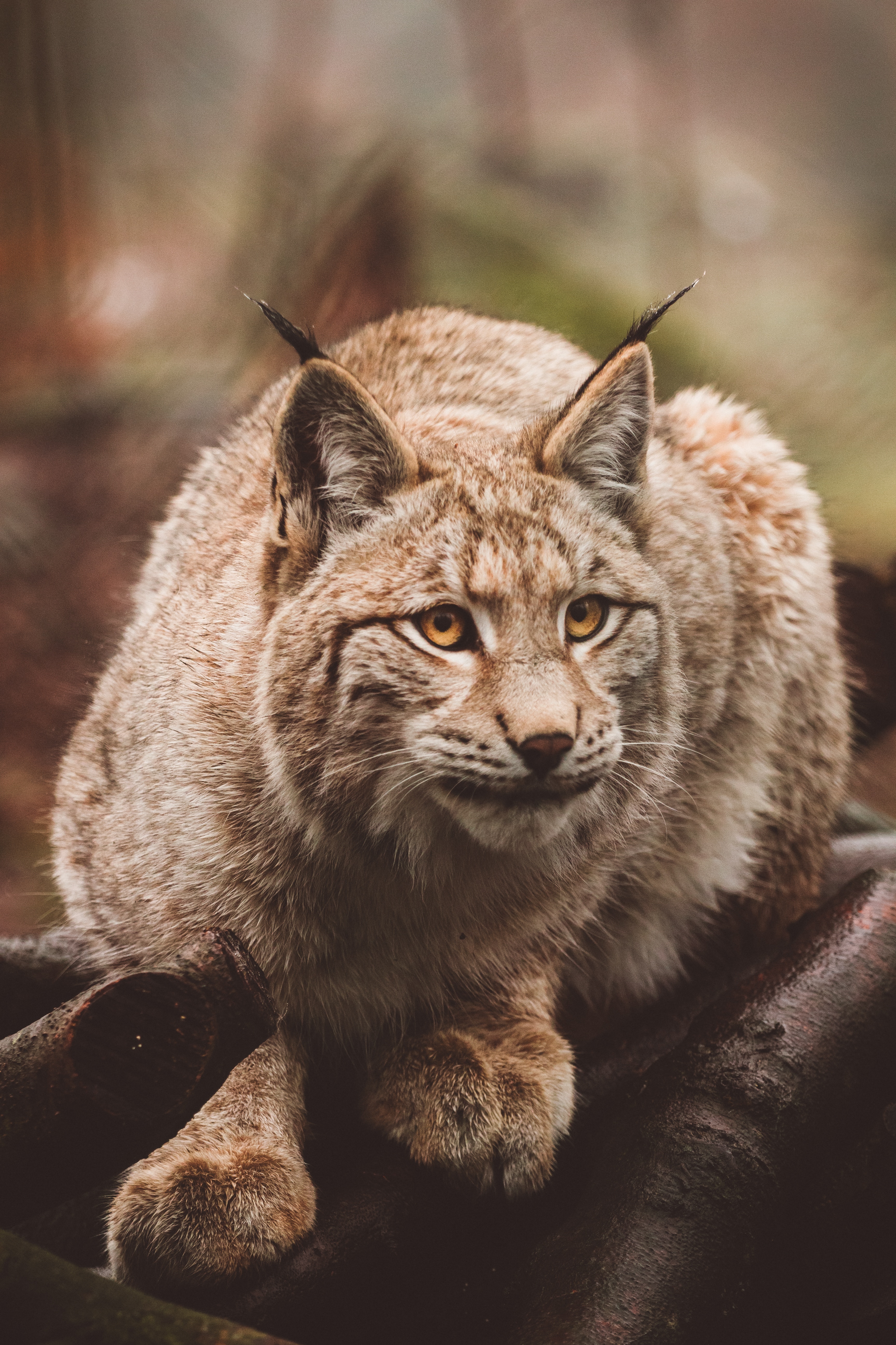 Photo free lynx, predator, sits